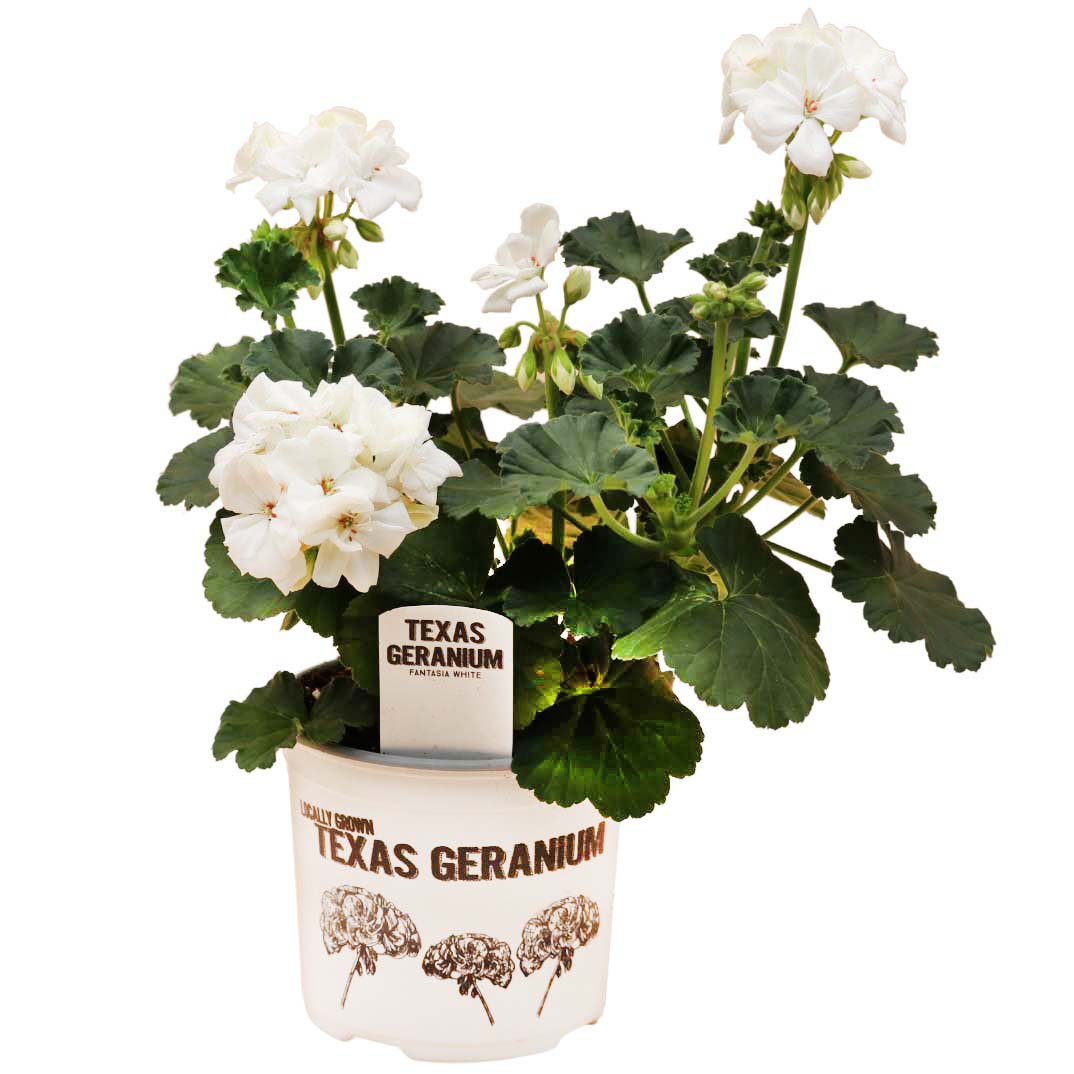 Spring Creek Growers Texas Geranium Fantasia White Potted Plant - Shop ...