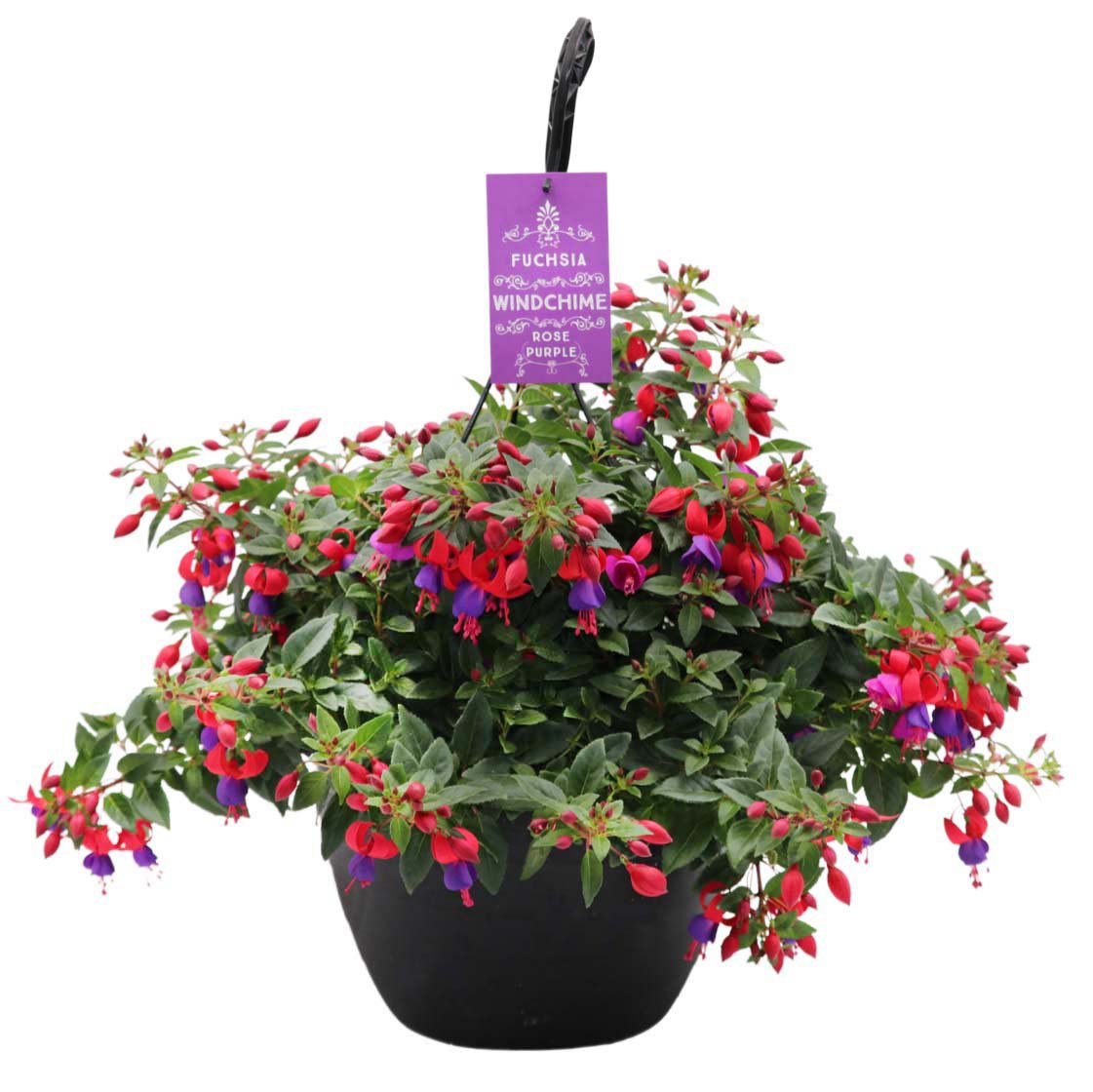 Spring Creek Growers Fuchsia Hanging Basket Shop Potted Plants at HEB