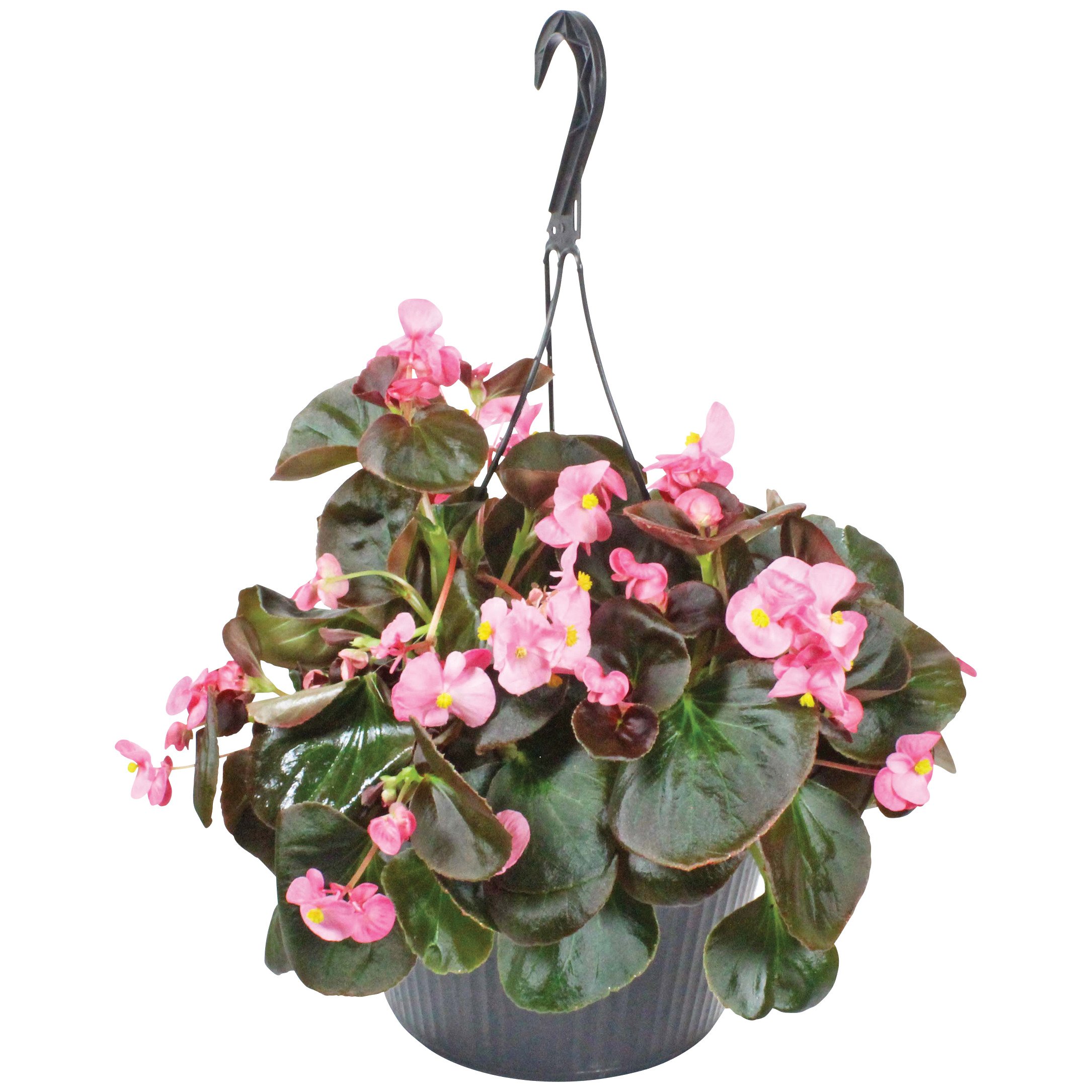 HEB Texas Roots Begonia Hanging Basket Shop Potted plants at HEB