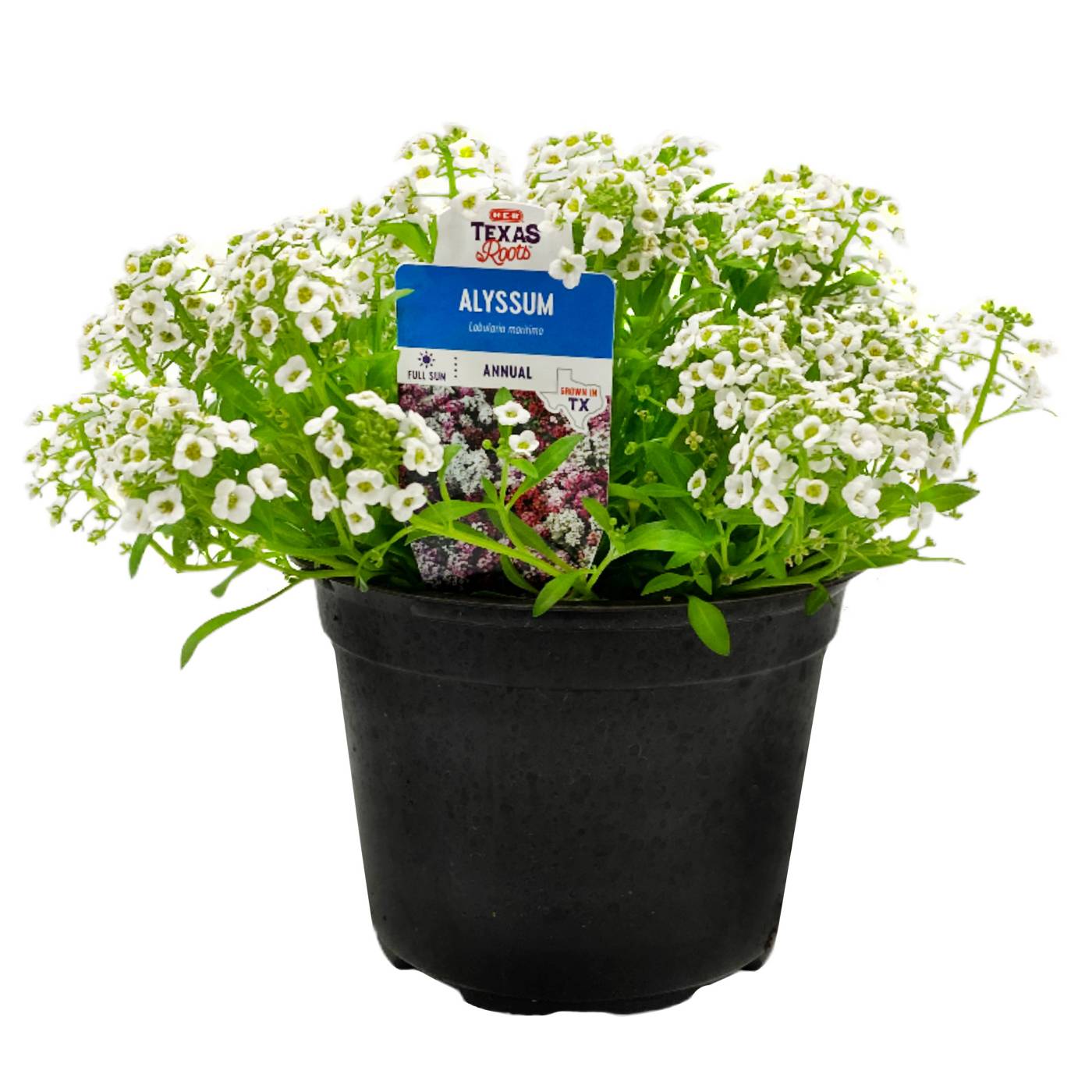H-E-B Texas Roots Annual Alyssum; image 1 of 2