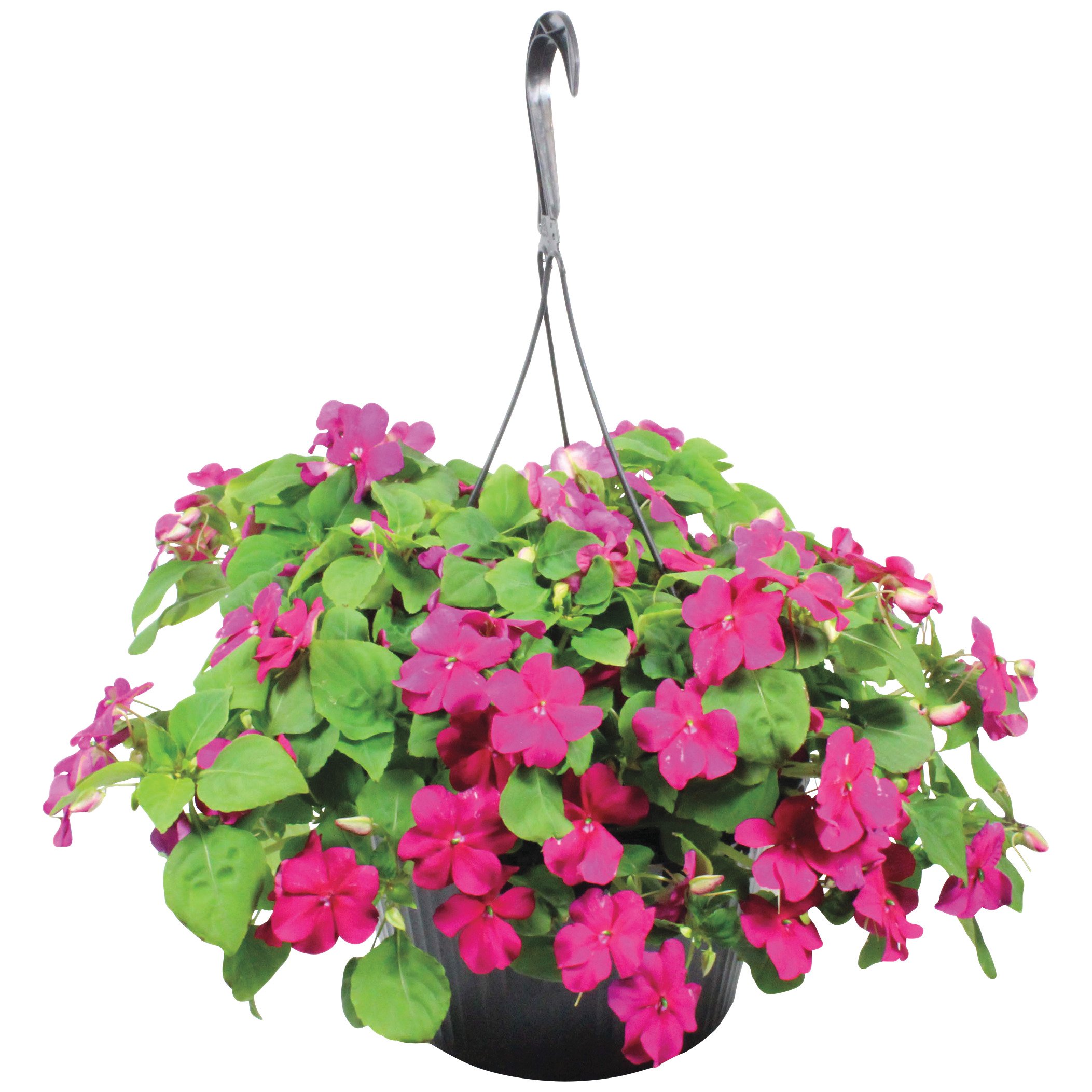 texas backyard impatiens hanging basket shop potted plants at h e b evergreen trailing for pots