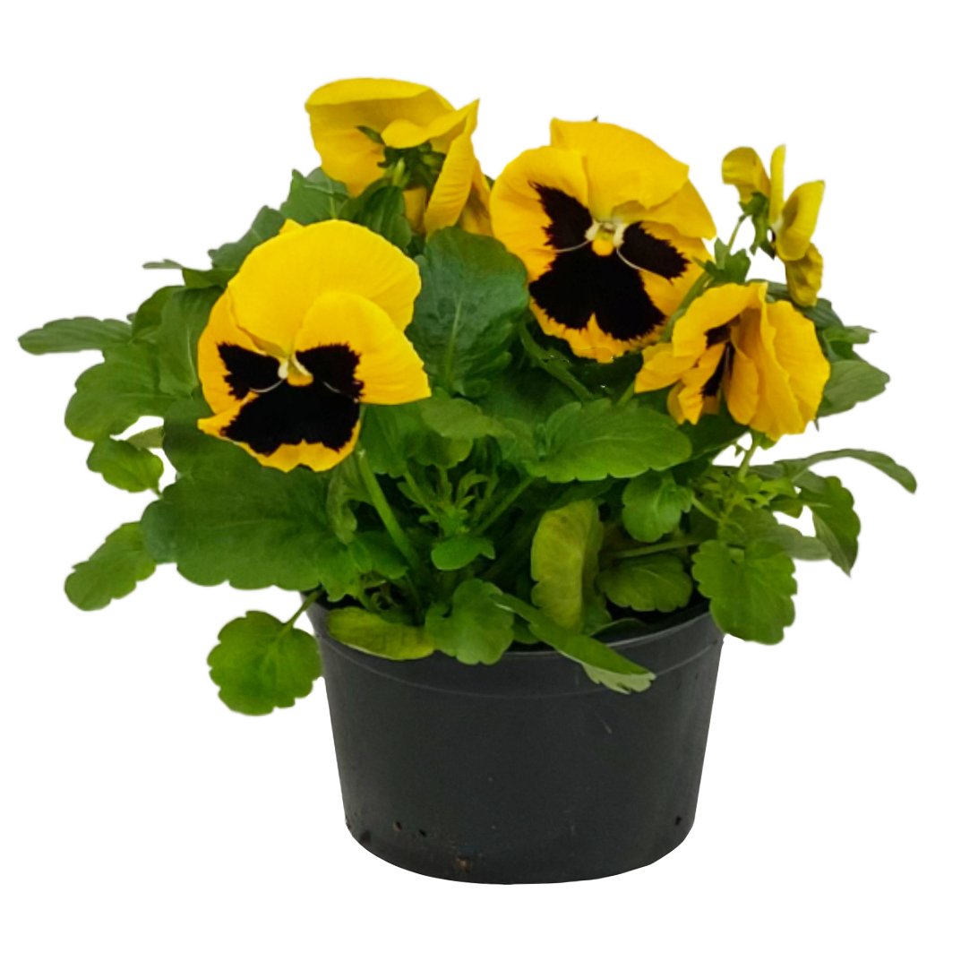 H-E-B Texas Roots Annual Pansy - Shop Potted Plants At H-E-B