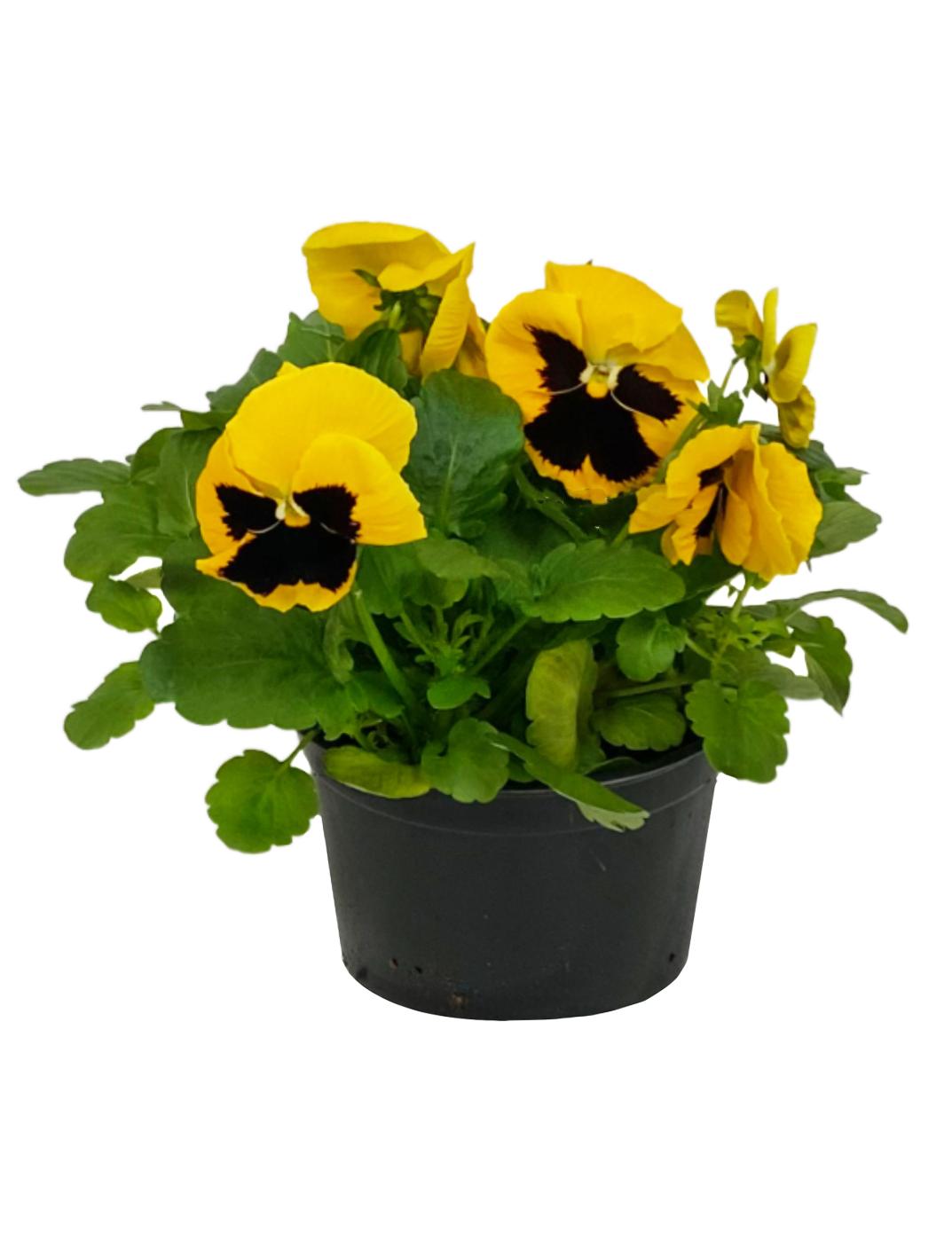 H-E-B Texas Roots Annual Pansy; image 1 of 2