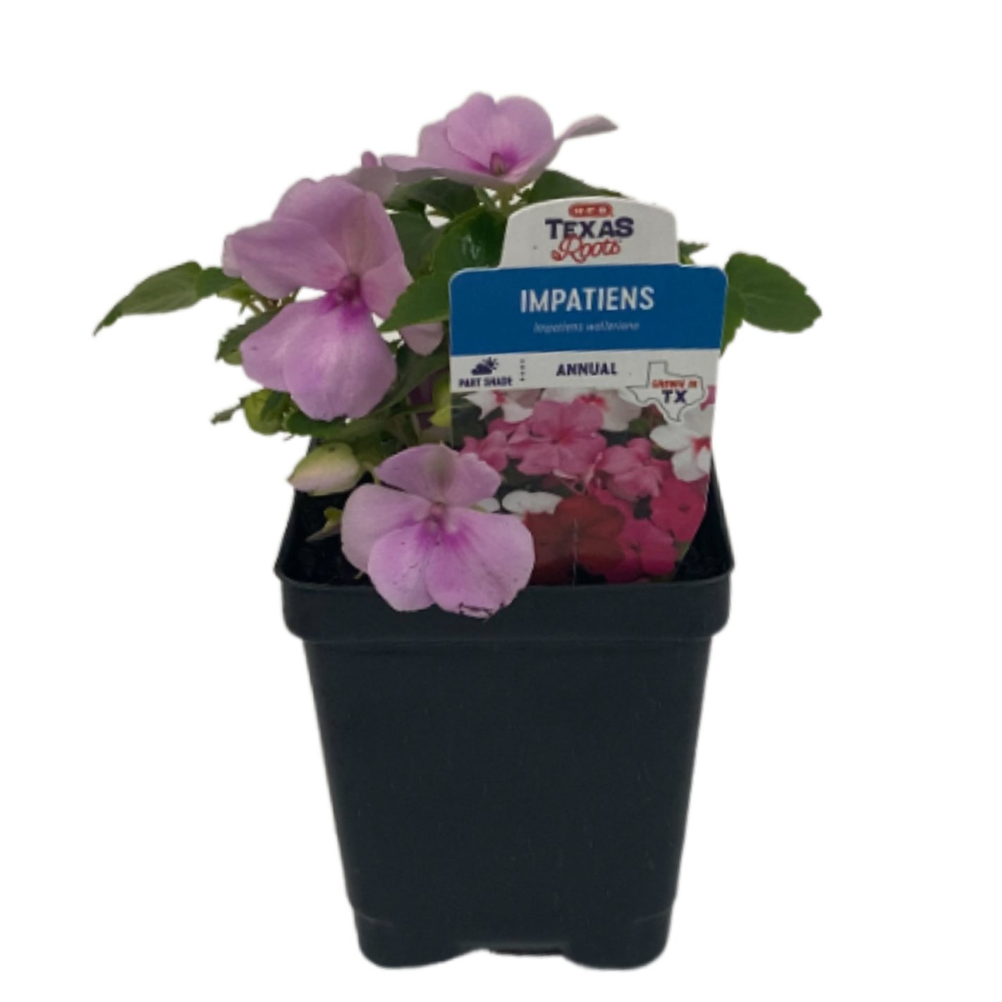 H-E-B Texas Roots Impatiens Plant - Shop Potted plants at H-E-B
