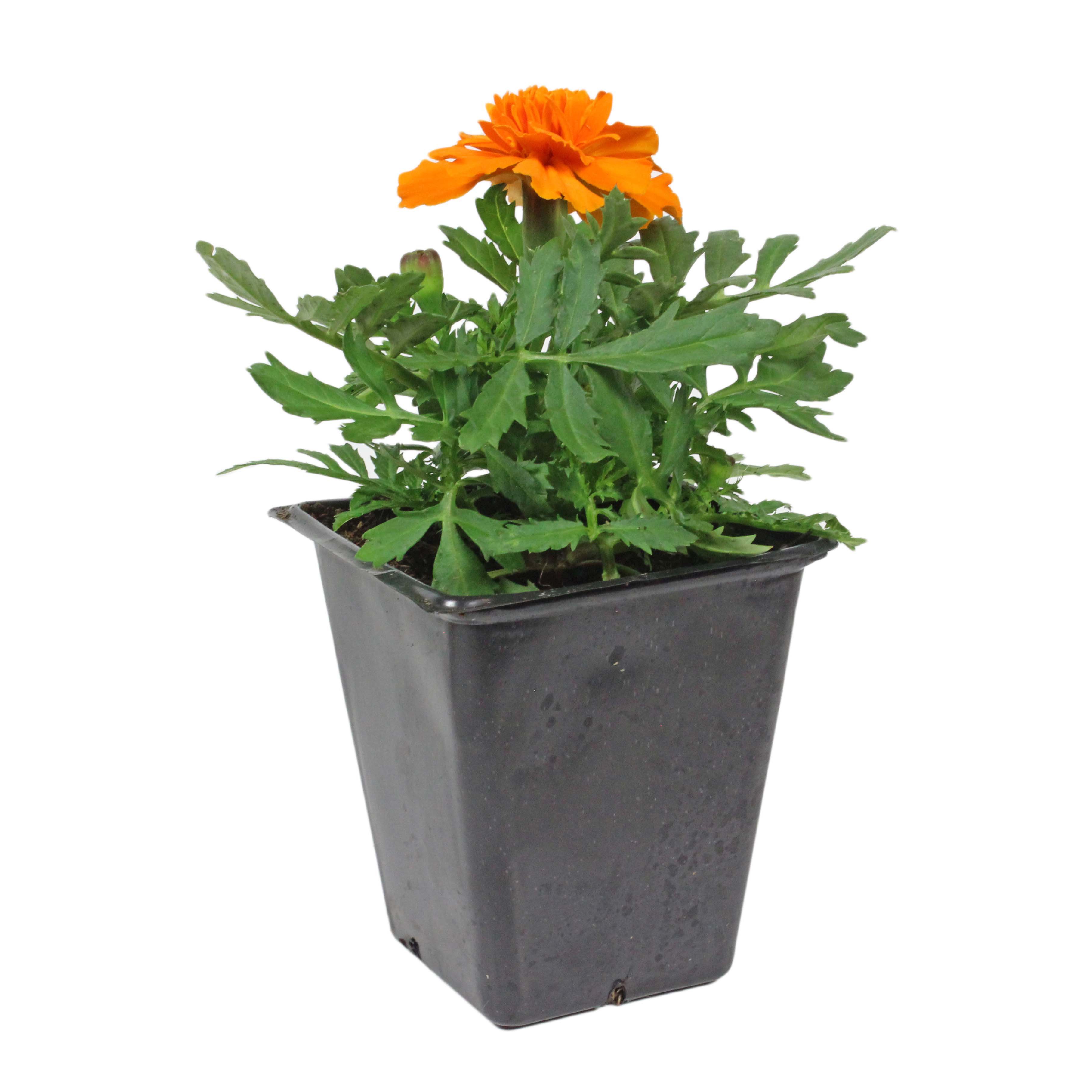 indoor plant light stand Elegant Rectangle Wooden Planter Stand with Built-In LED Grow Light for  Indoor Plants main image 0