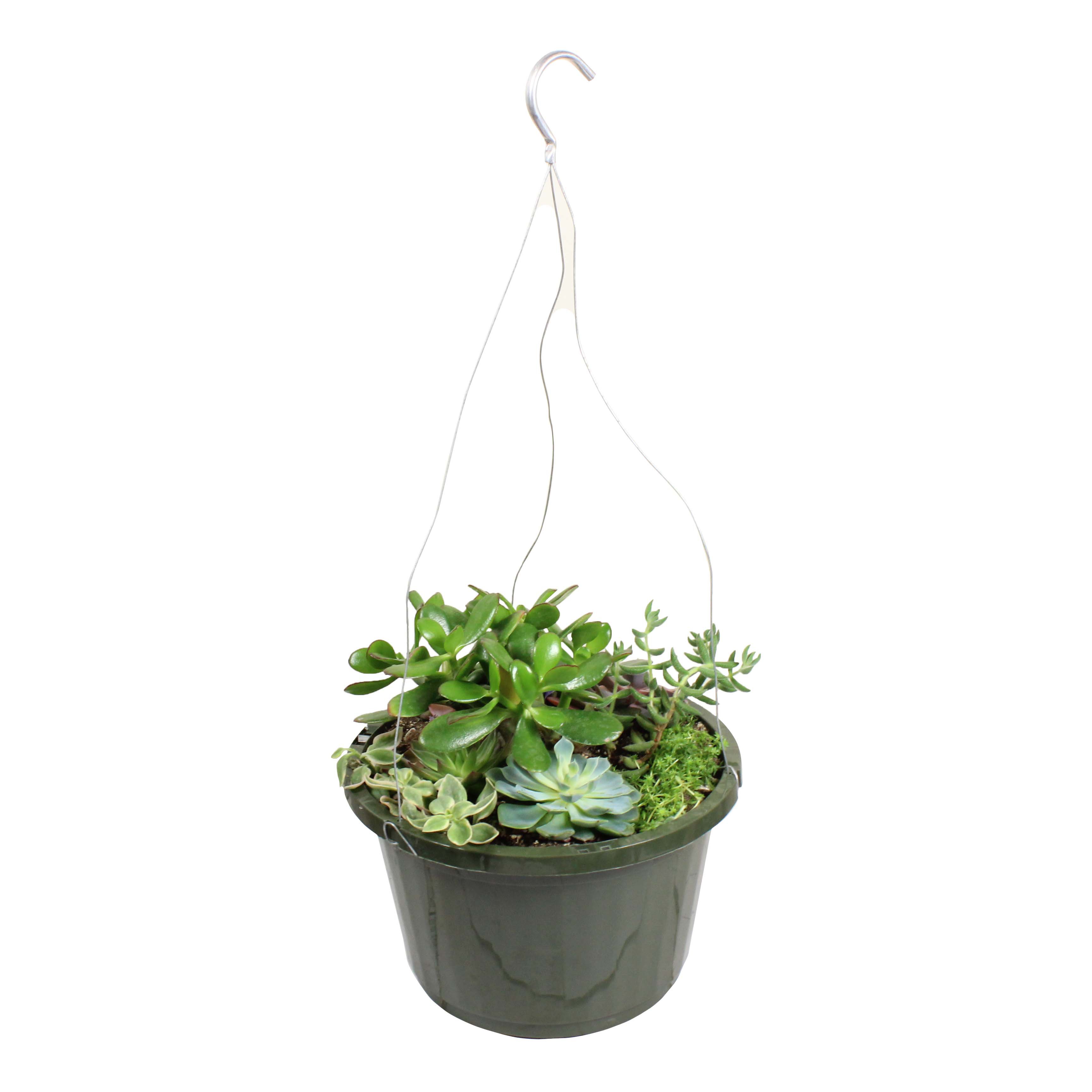 Natures Herb Farm Succulent Hanging Basket, Assorted Shop Patio