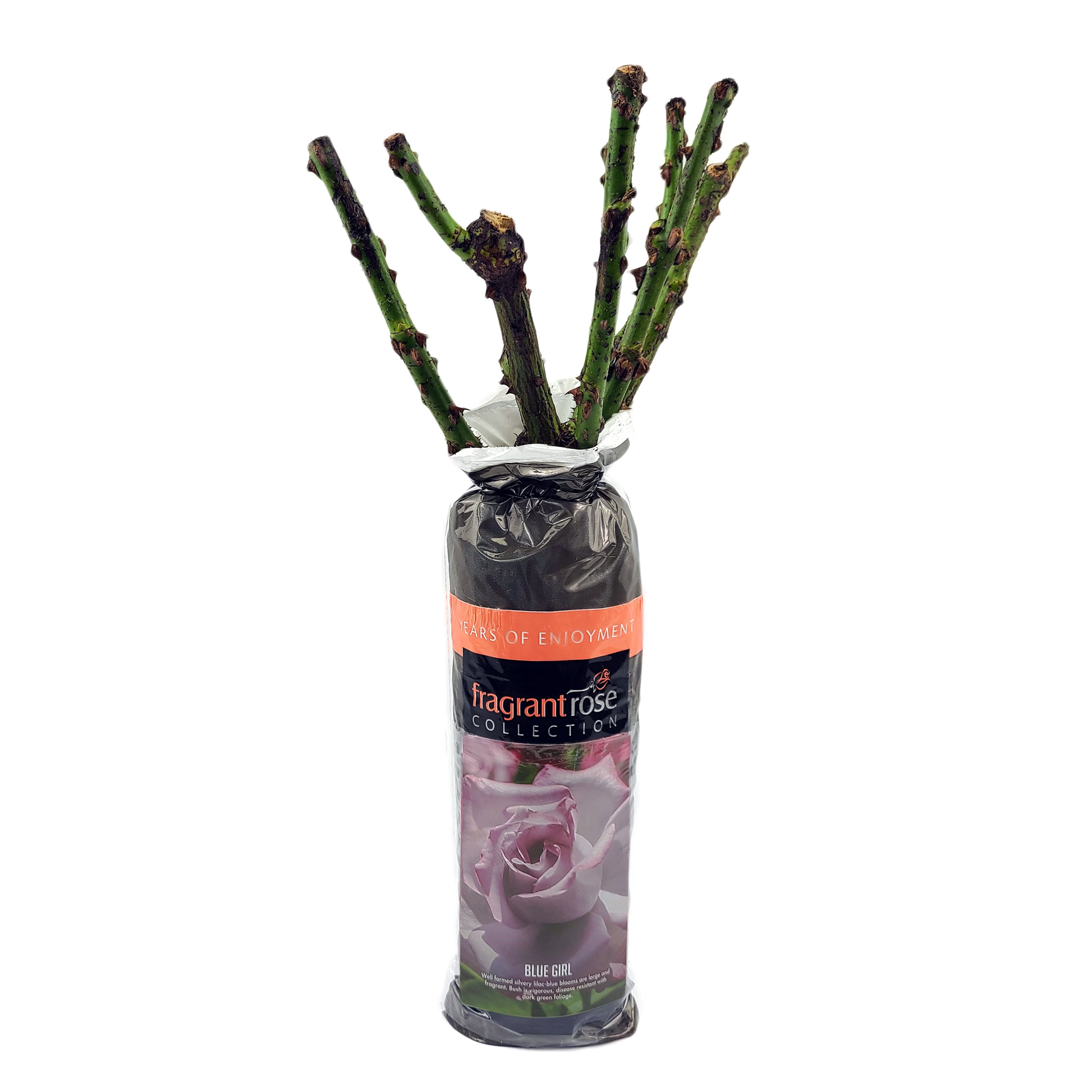 Certified Roses Dormant Fragrant Rose, Lavender, Assorted Shop Potted