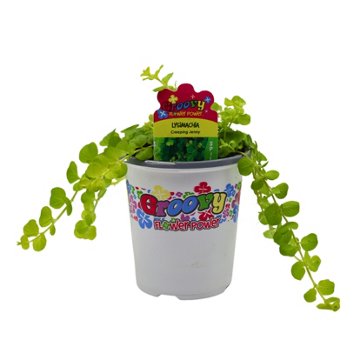 Groovy Flower Power Creeping Jenny, 1 qt