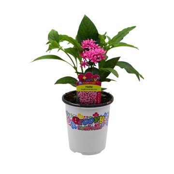 Groovy Flower Power Pentas - Flirty Pink, 1 qt
