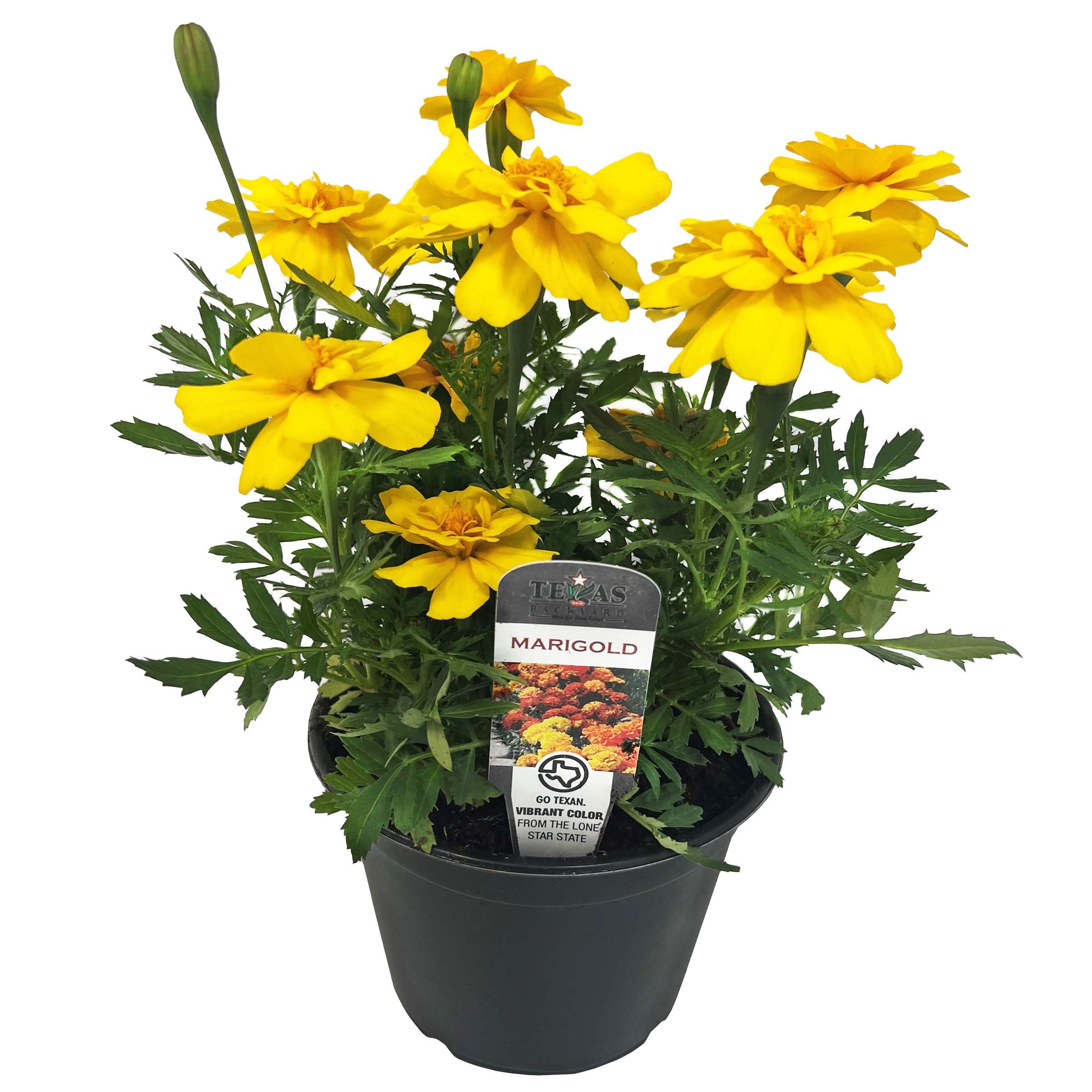 Marigold Plant In Pot