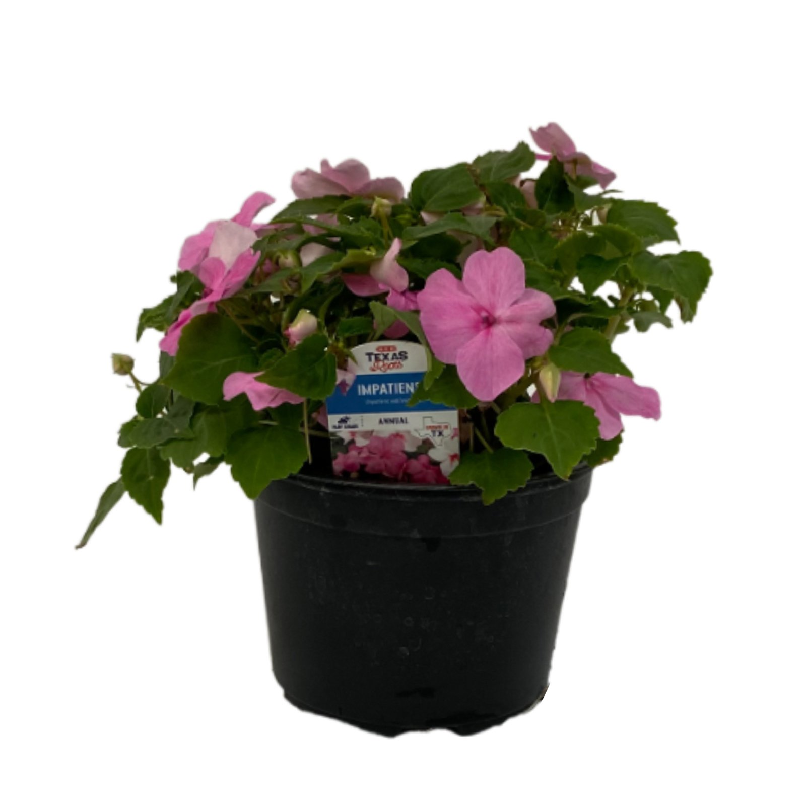 H-E-B Texas Roots Impatiens Plant - Shop Potted plants at H-E-B