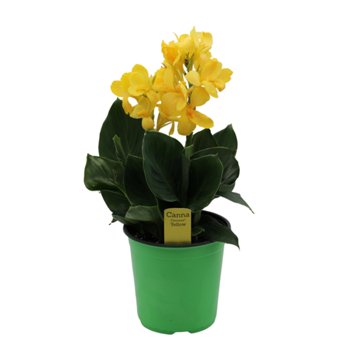 Spring Creek Growers Canna Cannova Potted Plant - Yellow, 8''