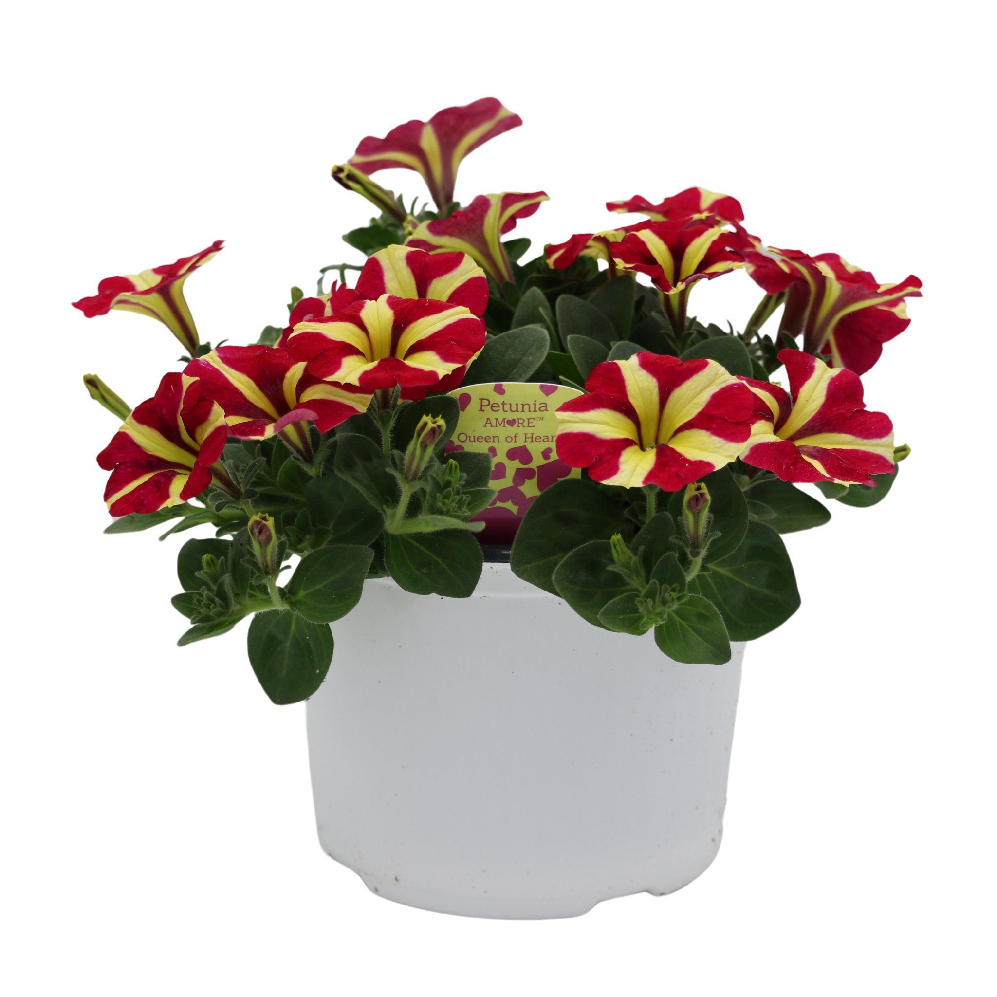 Spring Creek Growers Amore Queen Of Hearts Petunia - Shop Potted Plants ...