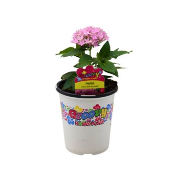 Groovy Flower Power Pentas - Lucky Star Lavender, 1 qt