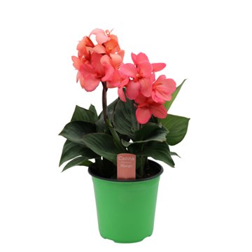 Spring Creek Growers Canna Cannova Potted Plant - Mango, 8''
