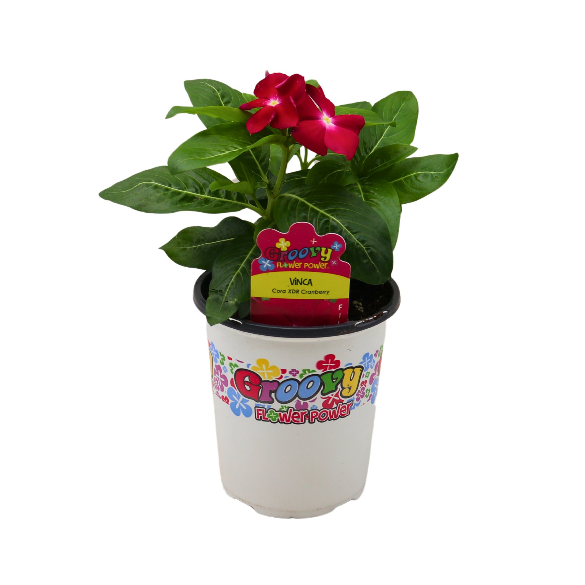 フラワー Spring Creek Growers Groovy Flower Power Vinca Cora XDR