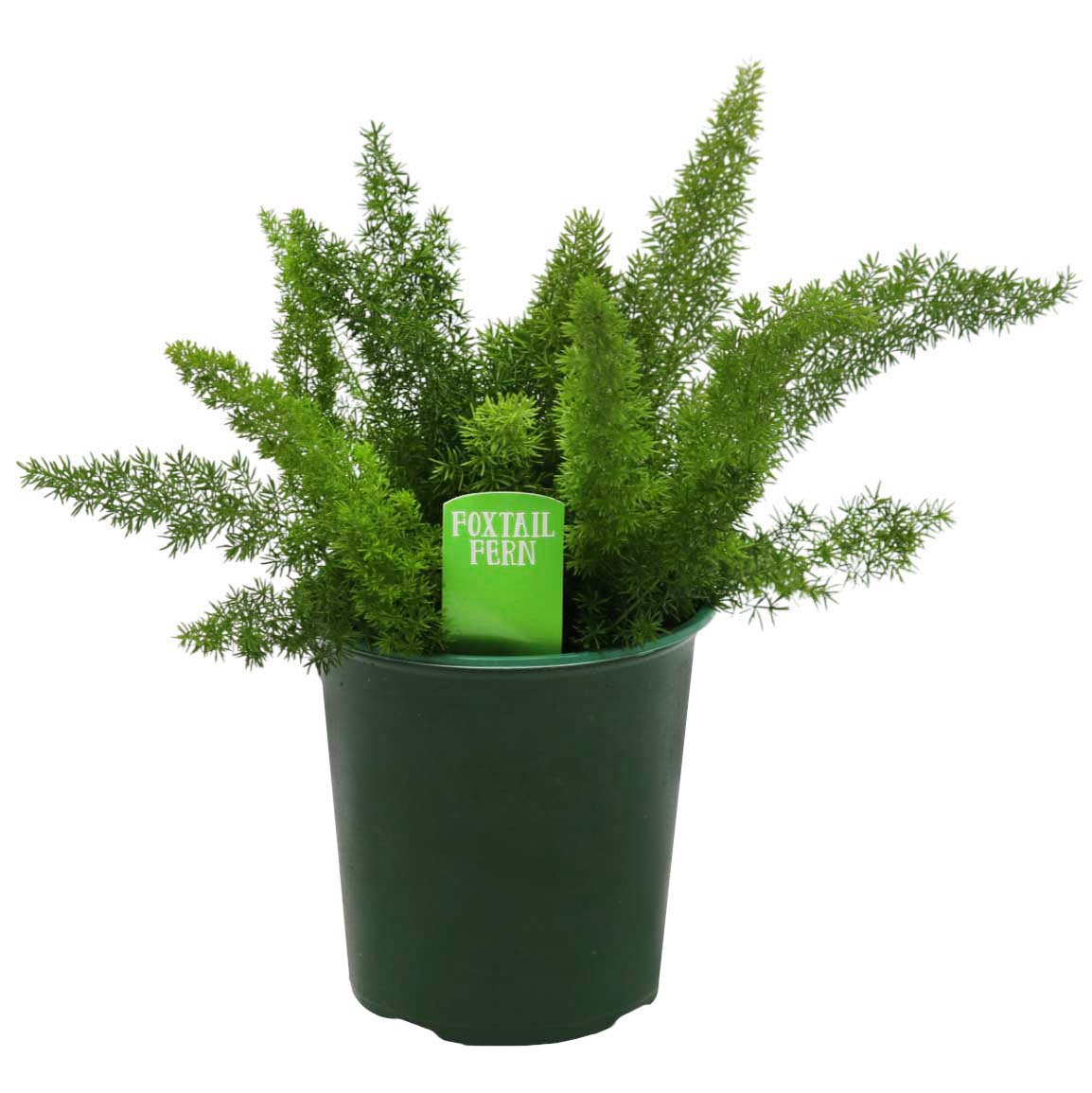 Spring Creek Growers Foxtail Fern - Shop Potted plants at H-E-B