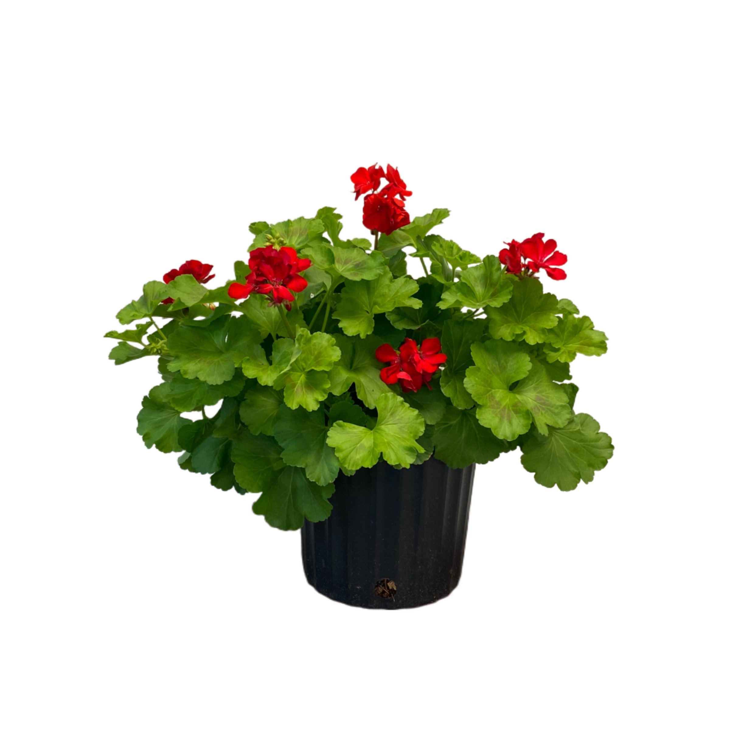 H-E-B Texas Roots Red Geranium - Shop Potted plants at H-E-B