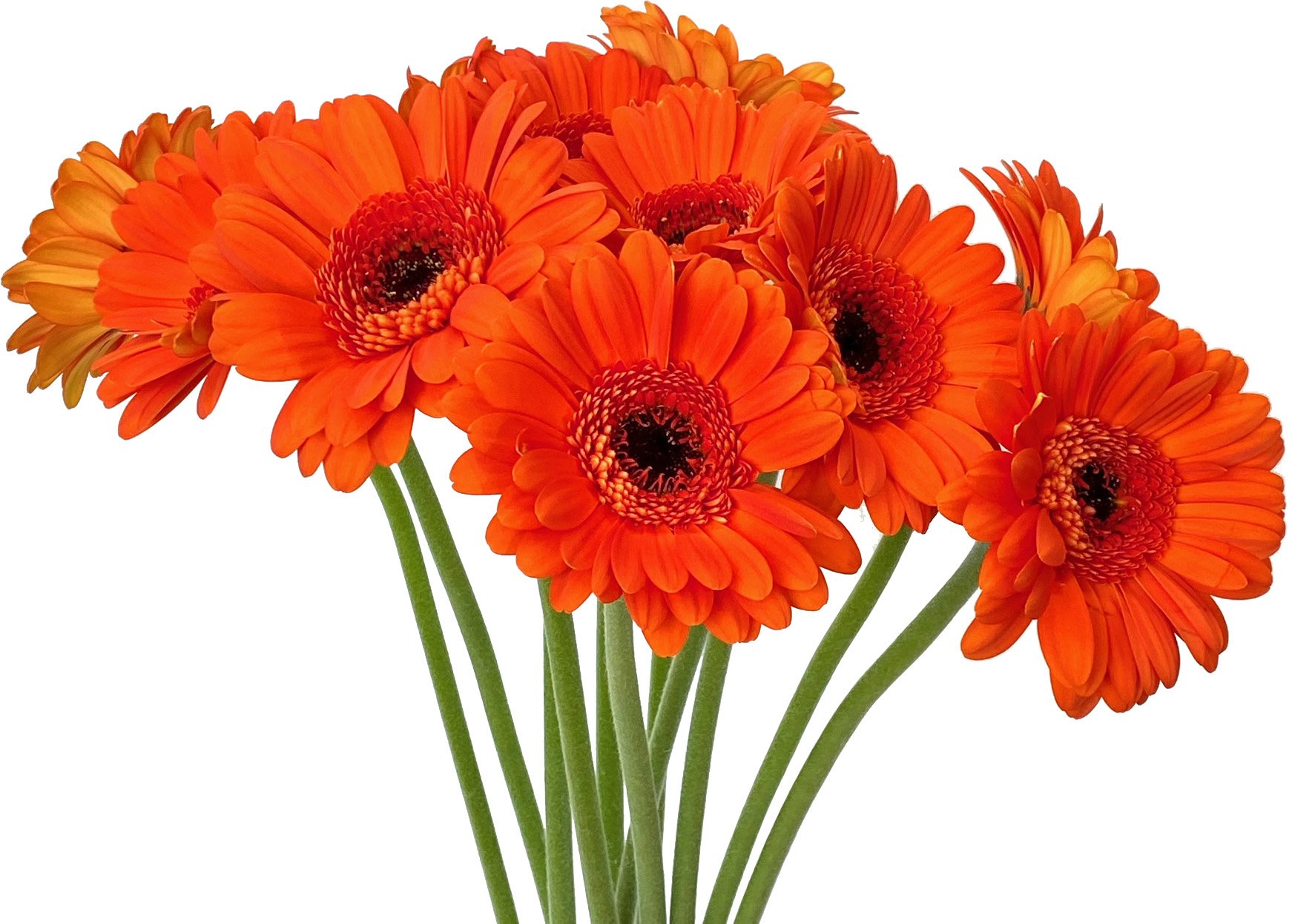 Central Market Germini Daisies, 12 stem | Central Market - Really
