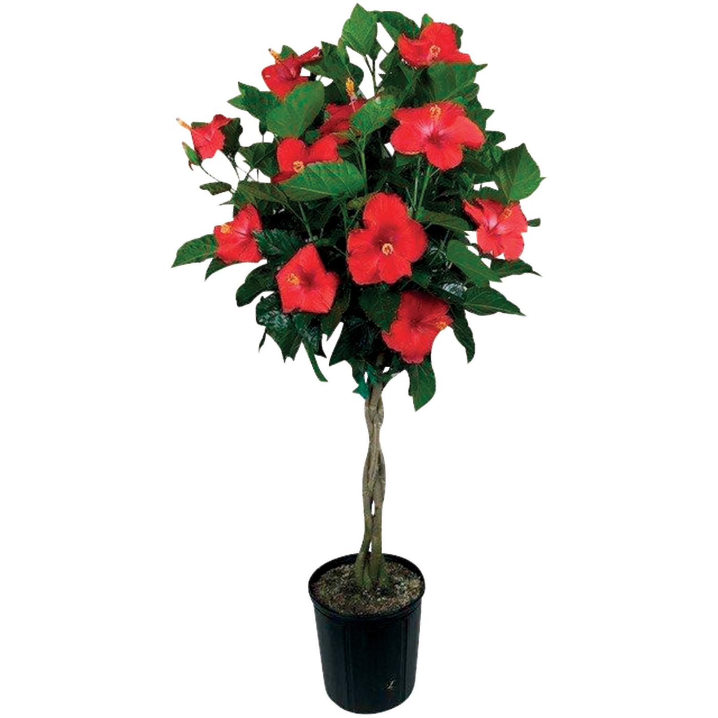 Braided on sale hibiscus tree