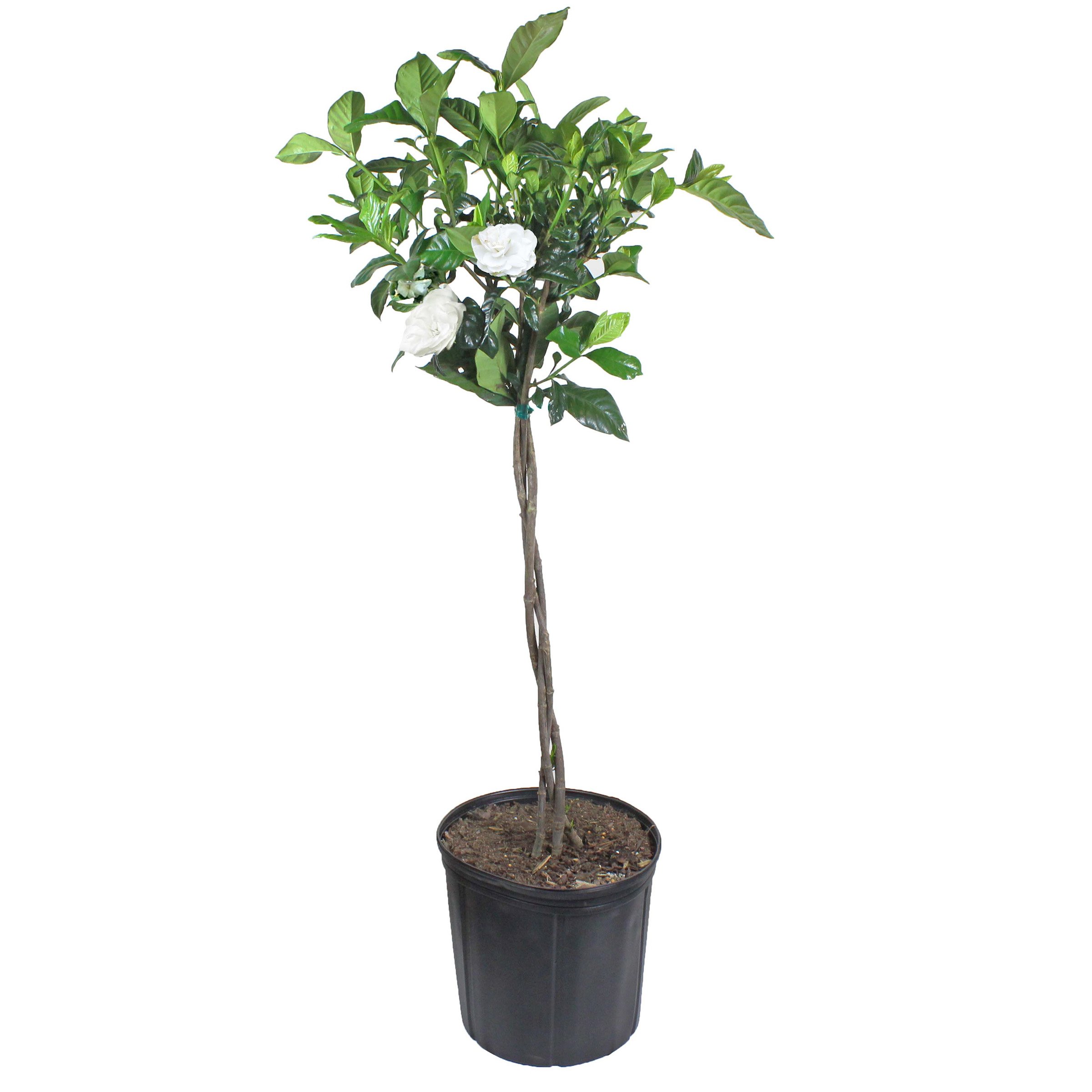 Texas Backyard Braided Gardenia Topiary Tree - Shop Potted Plants at H-E-B