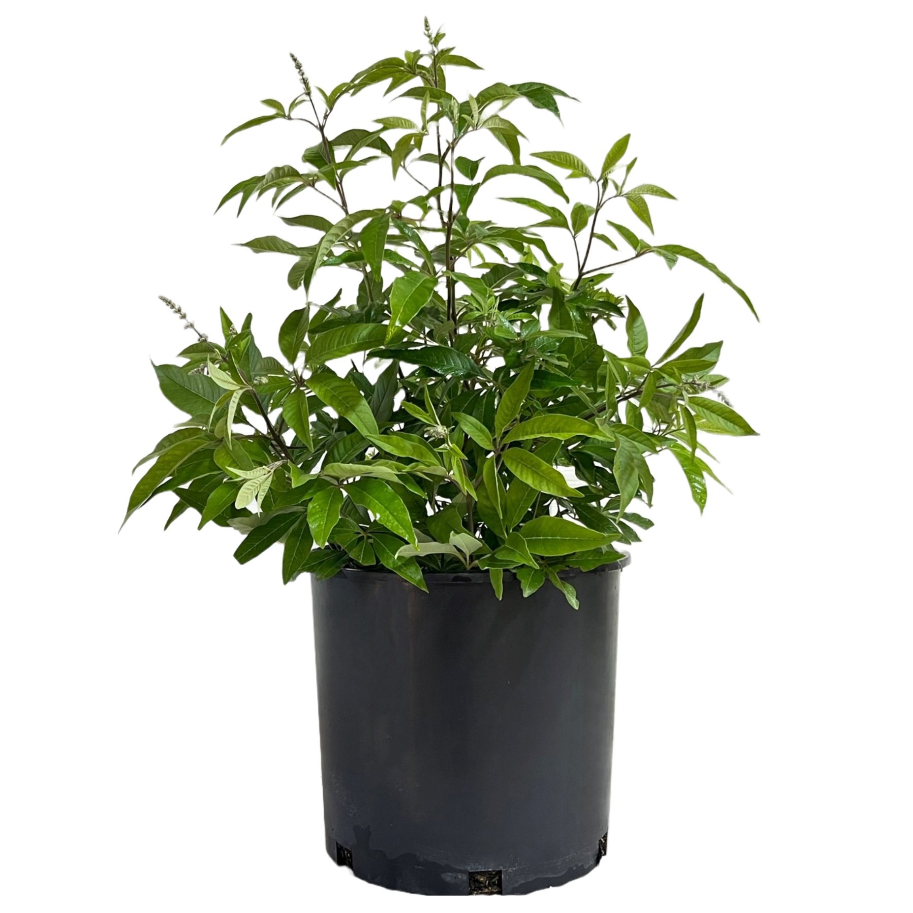Greenleaf Nursery Shoal Creek Chaste Tree Shop Potted plants at HEB
