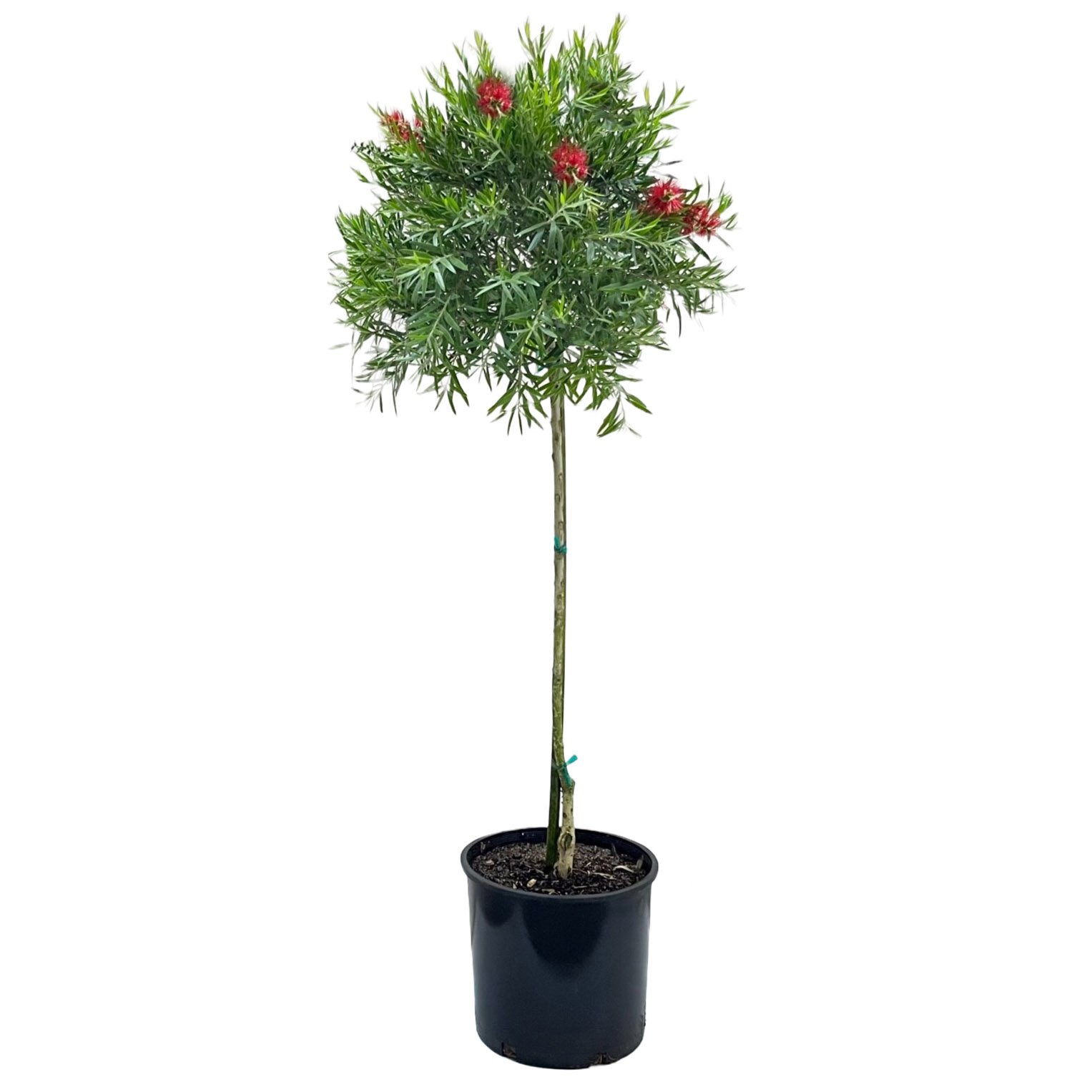 Greenleaf Nursery Hannah Ray Bottlebrush Tree - Shop Potted plants at H-E-B