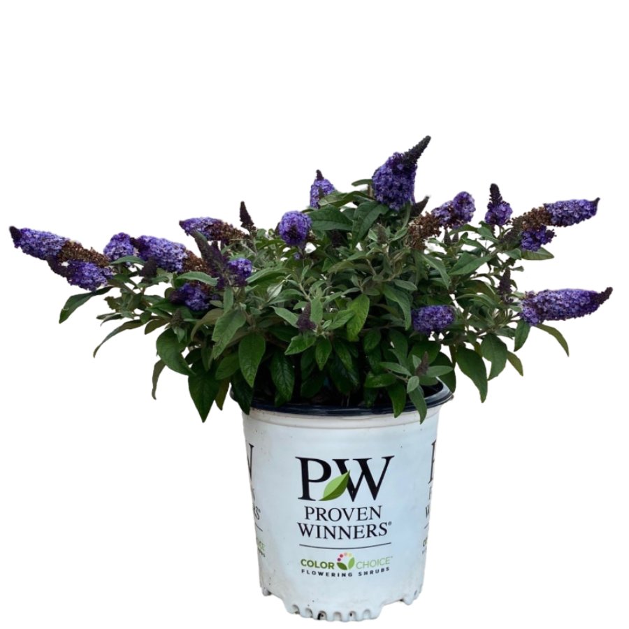 Pugster Blue Butterfly Bush - Shop Potted plants at H-E-B