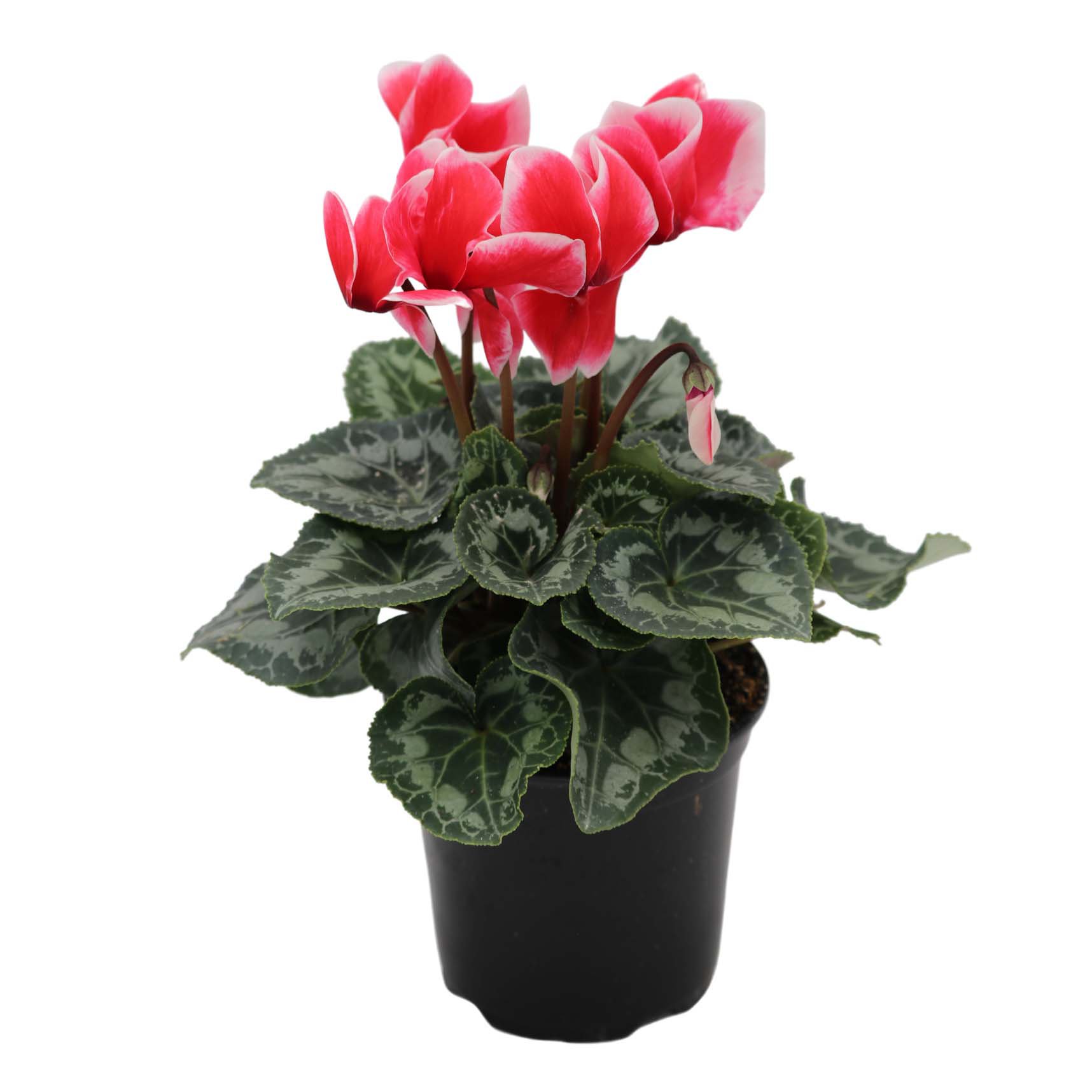 Red Cyclamen