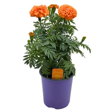 H-E-B Dia de los Muertos Marigold Potted Plant, 1 gal