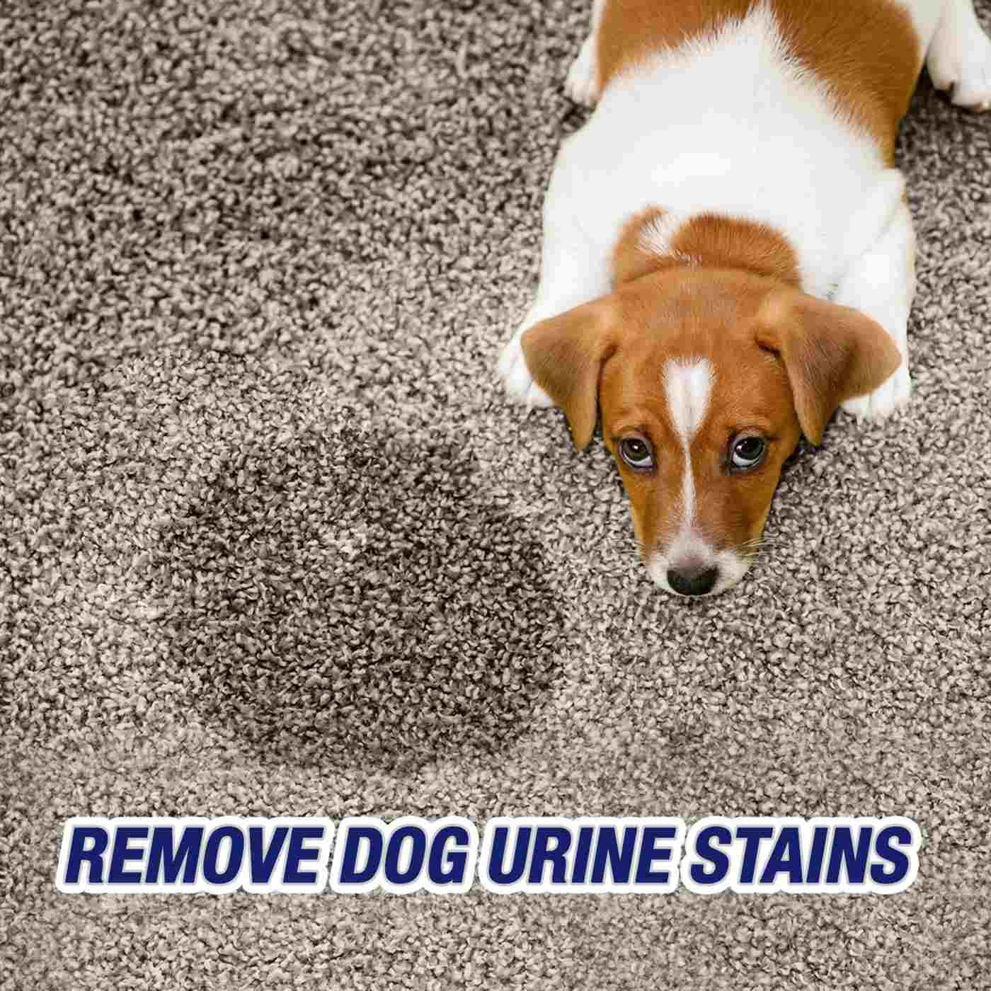 Resolve Urine Destroyer Stain & Odor Remover; image 5 of 12