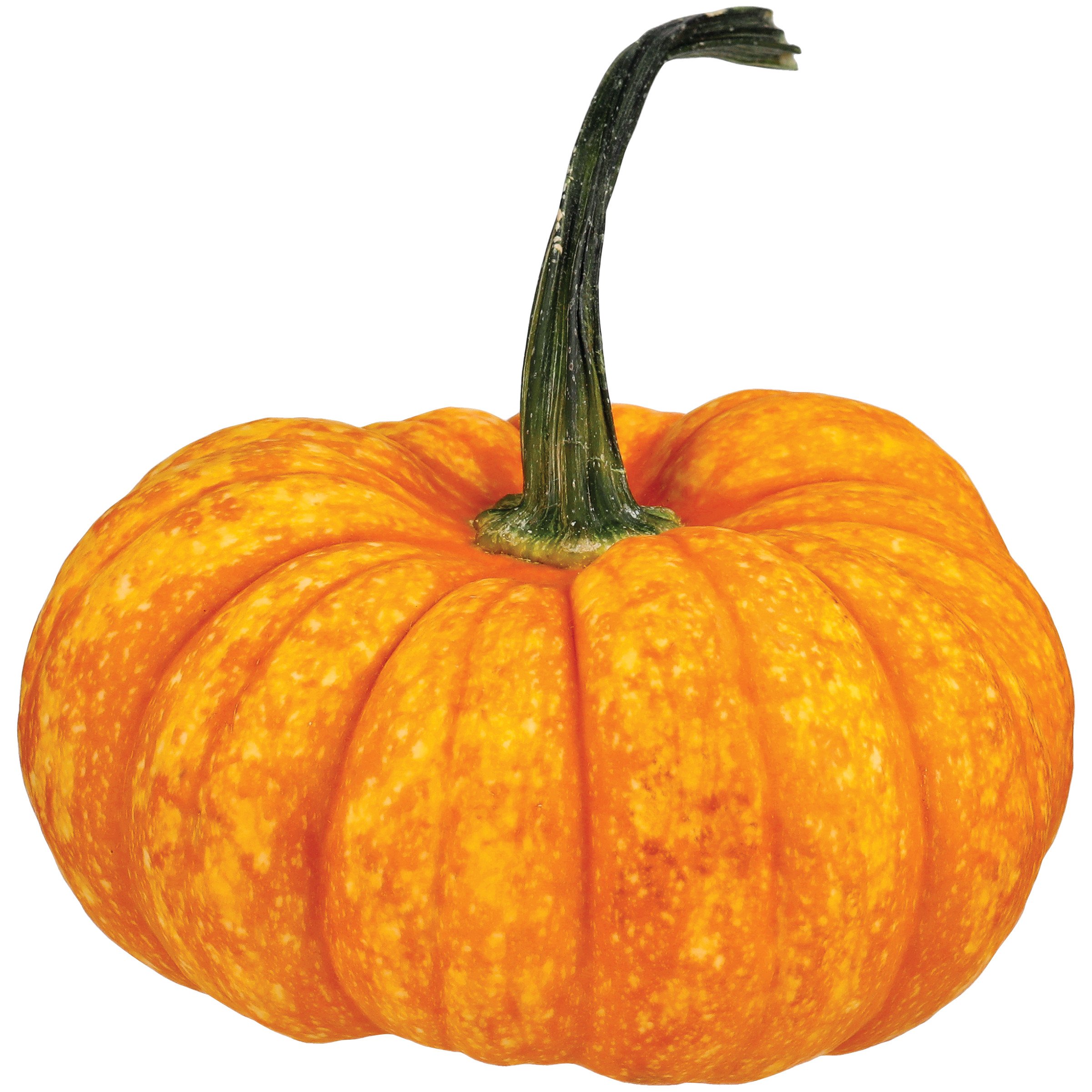 Fresh Lil Orange Mon Pumpkin Shop Squash & Pumpkins at HEB