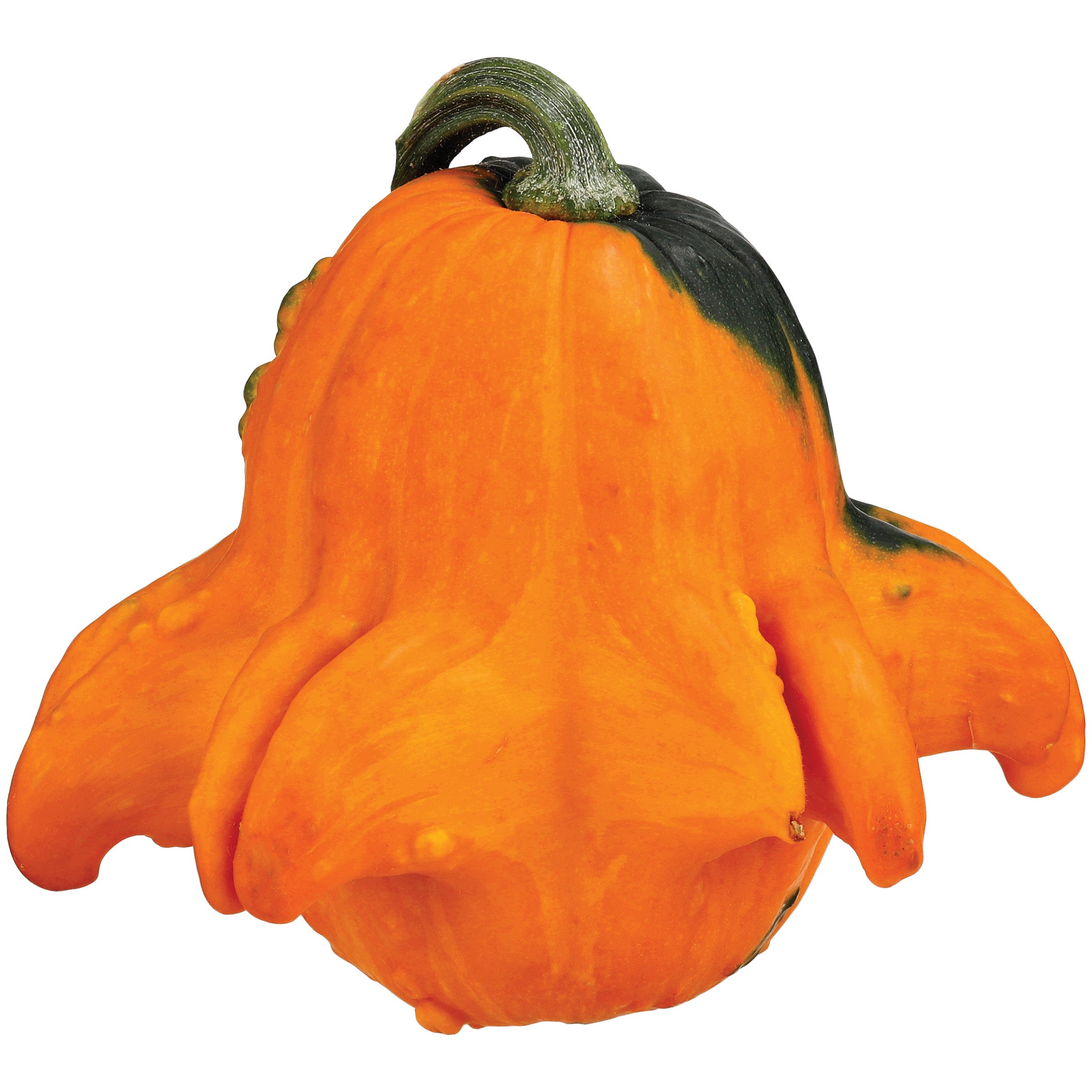 Fresh Gizmo Pumpkin Shop Squash & Pumpkins at HEB