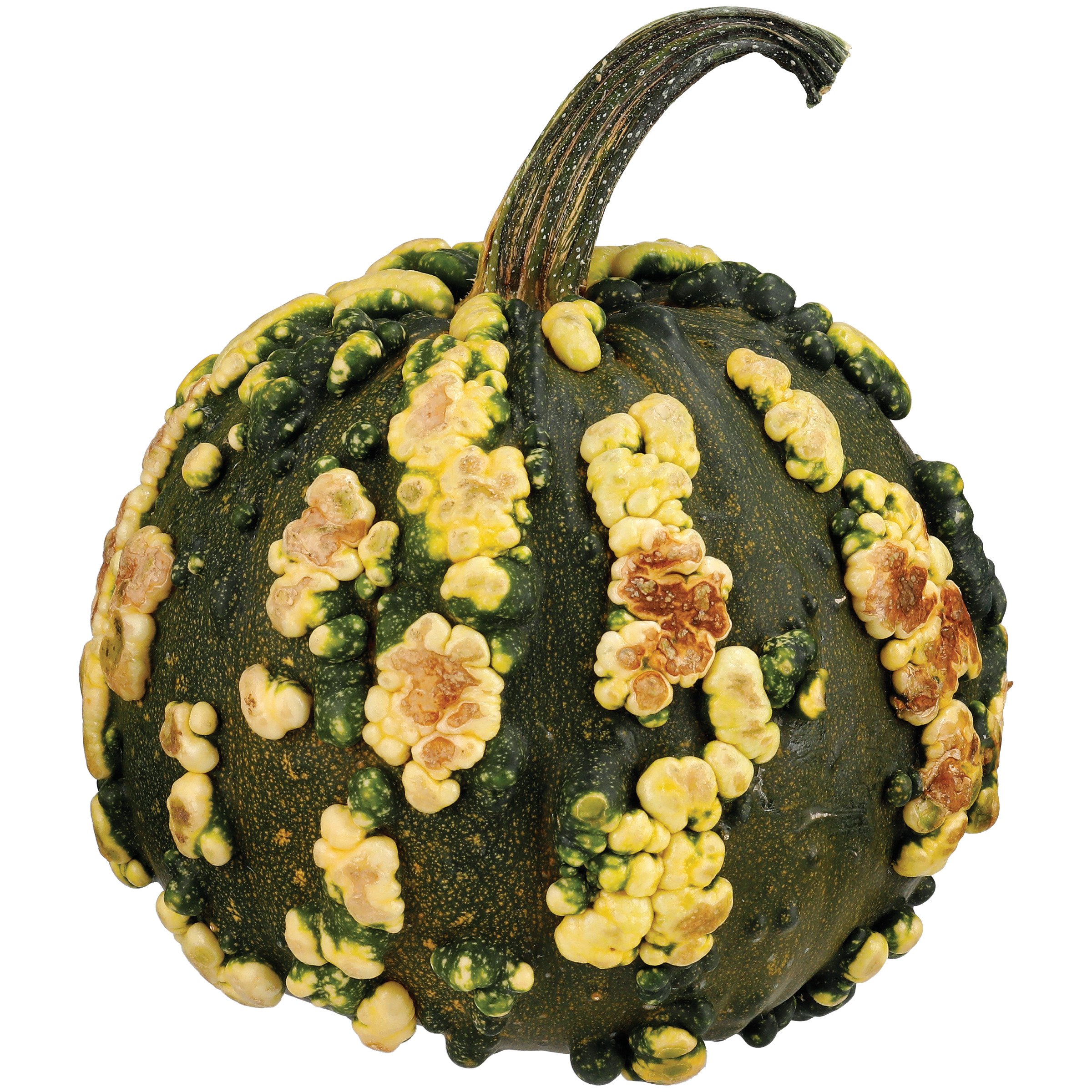 Fresh Baby Goblin Pumpkin - Shop Squash & Pumpkins At H-E-B