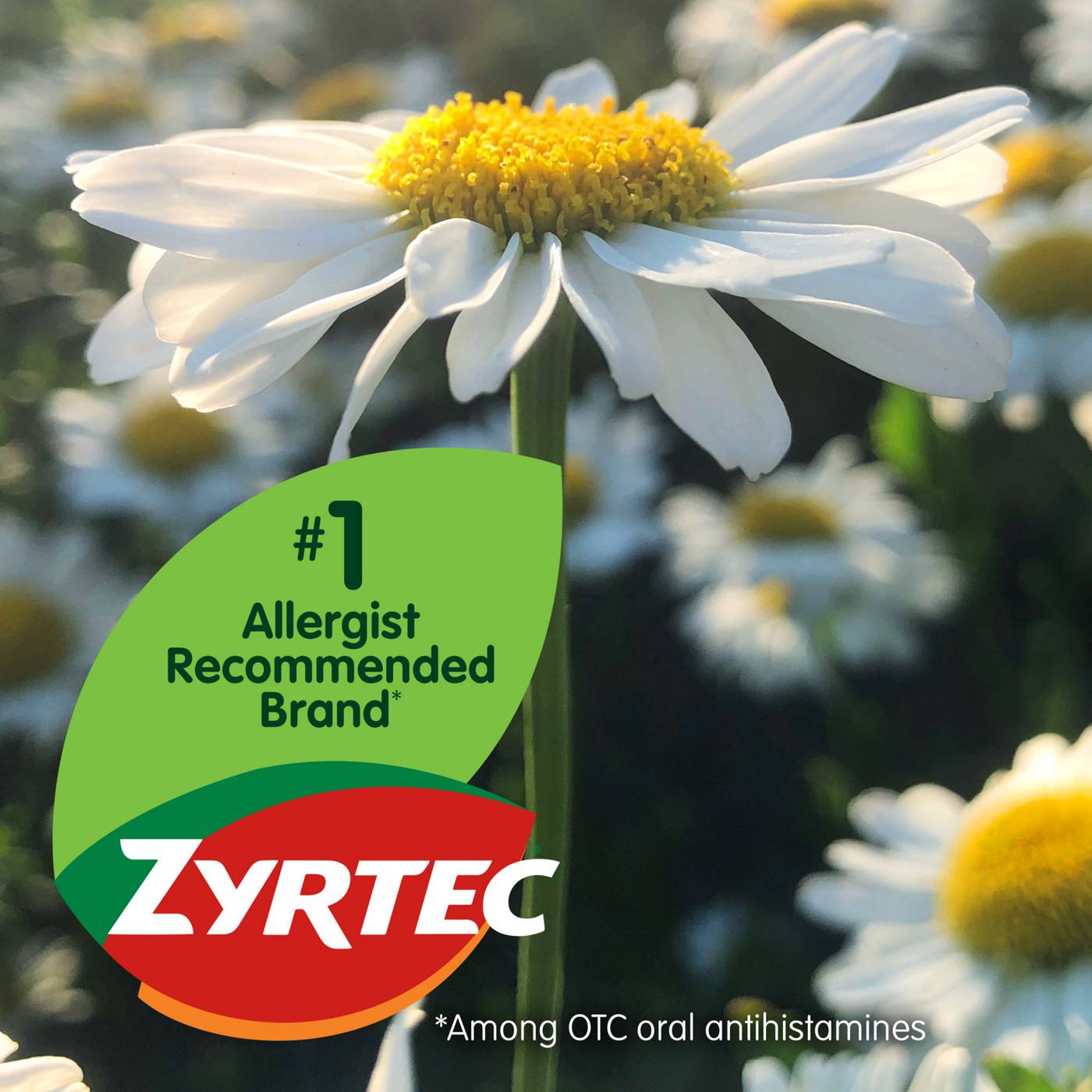 Zyrtec Allergy 24 Hour Relief Tablets - 10 Mg; image 2 of 6
