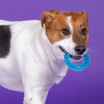 Woof & Whiskers Spiky Minty Ring Dog Toy