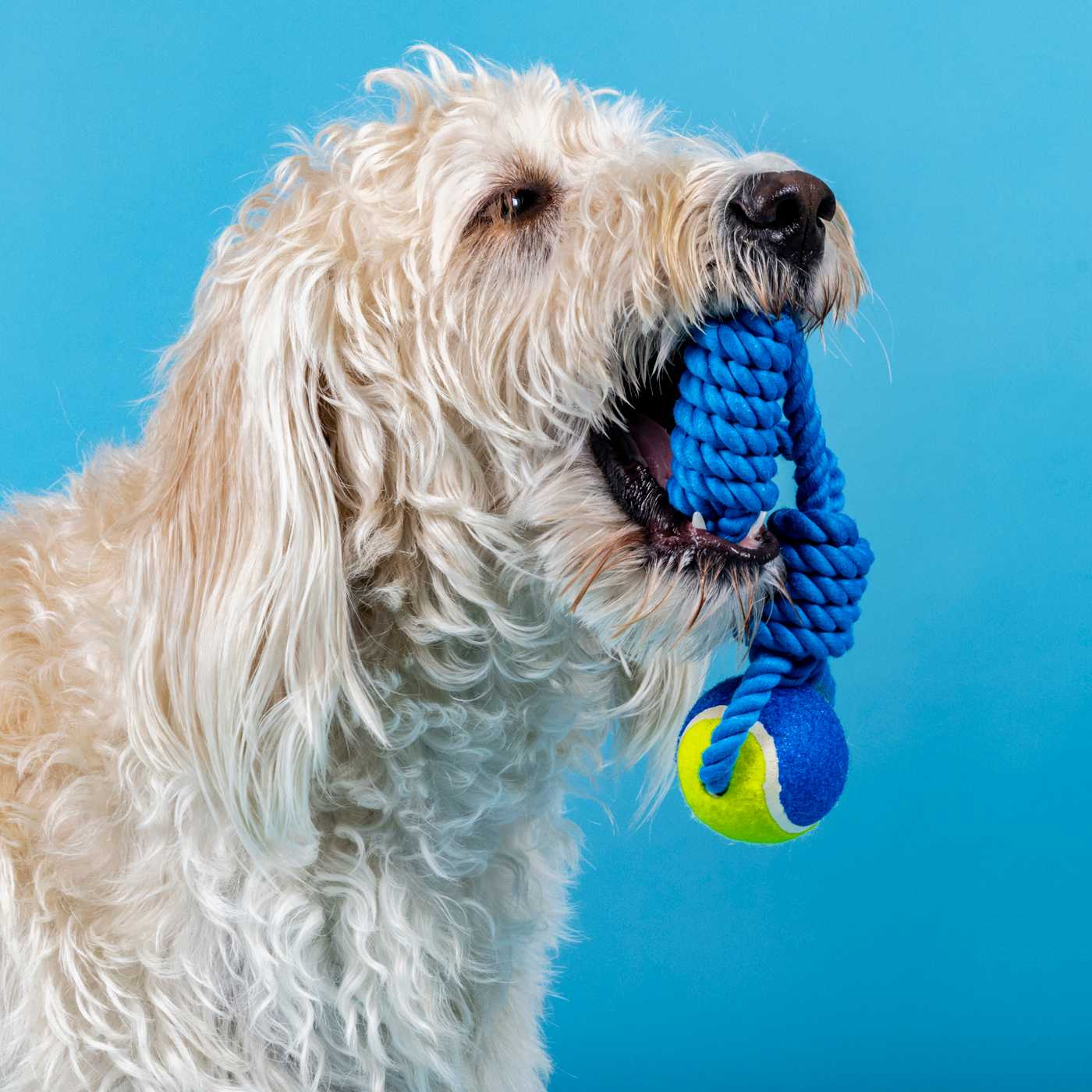 Woof & Whiskers Tennis Ball Rope Dog Toy; image 4 of 4