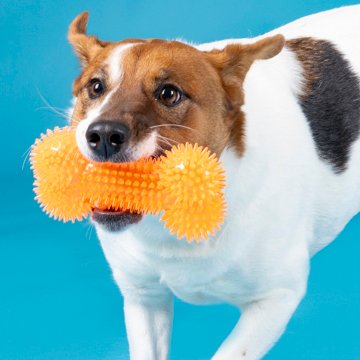 Woof & Whiskers Spiky Squeaky Dog Bone Toy