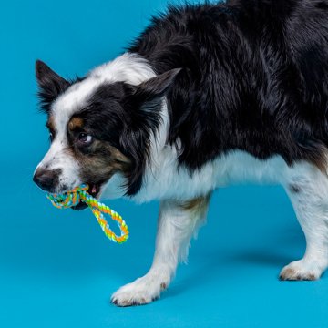 Woof & Whiskers Looped Rope Knot Dog Toy