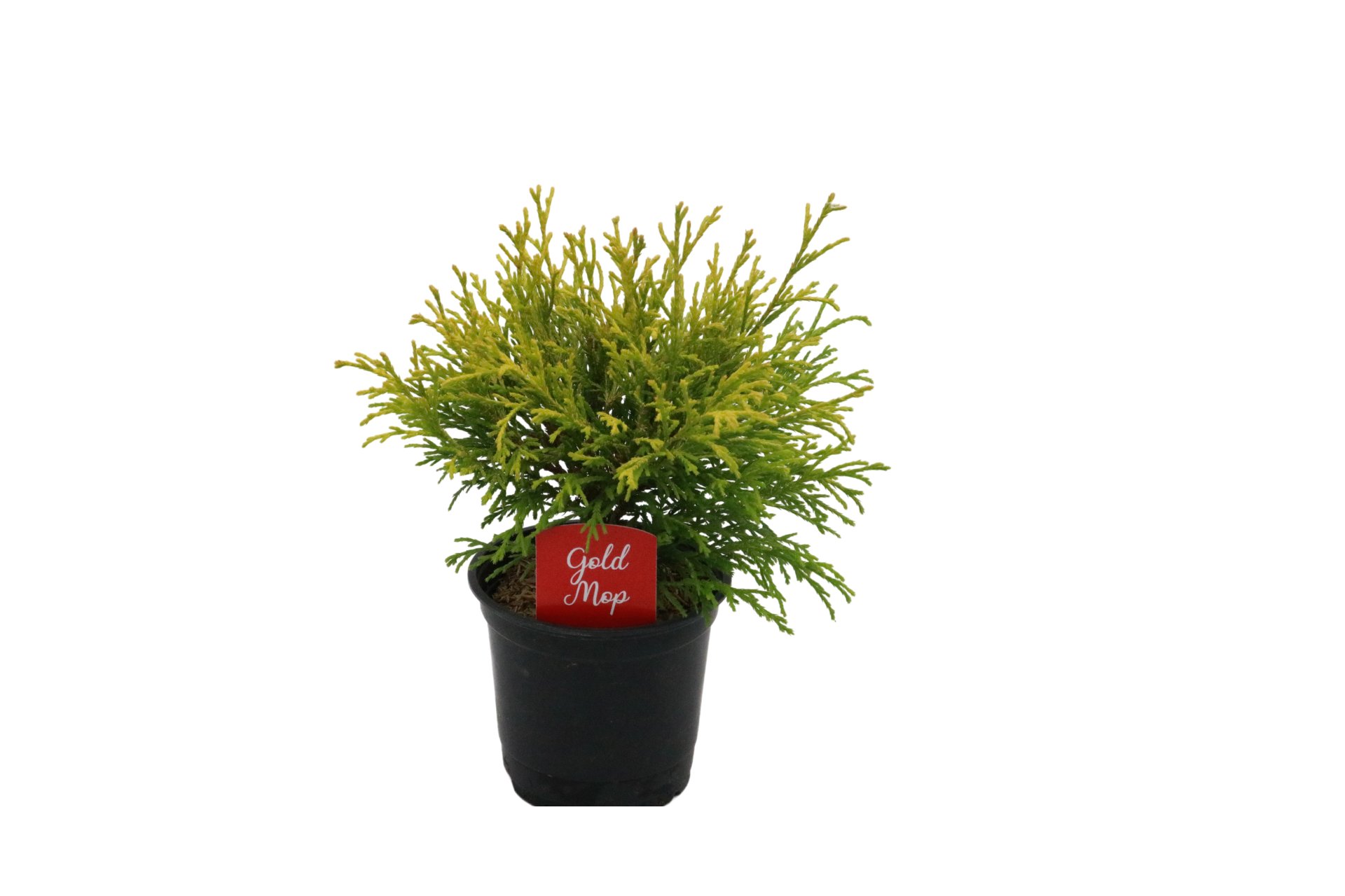 Texas Backyard Gold Mop Plant - Shop Potted Plants at H-E-B