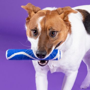 Woof & Whiskers Tennis Ball Stick Dog Toy