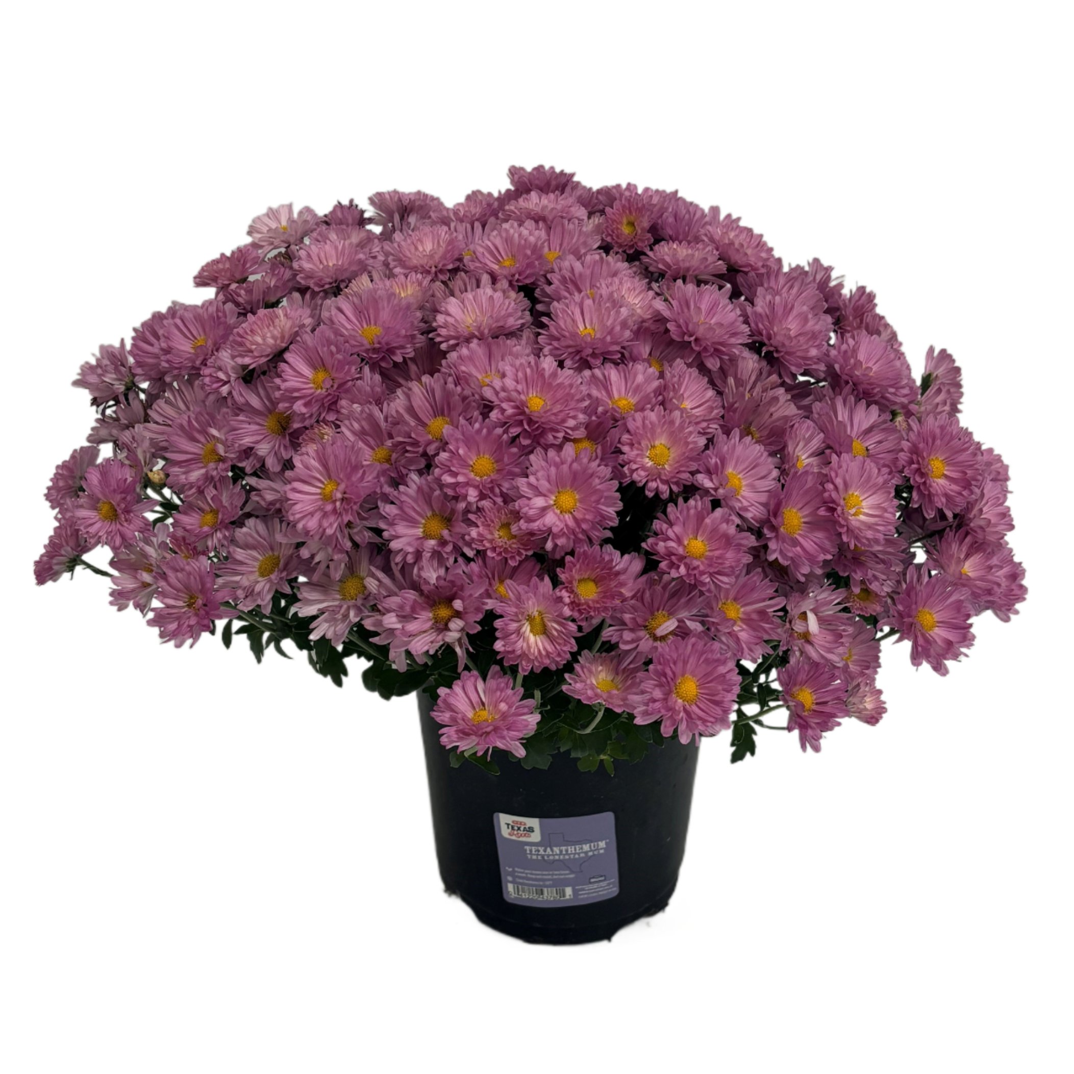 Fresh Purple &amp; Lavender Mum Shop Potted Plants at HEB