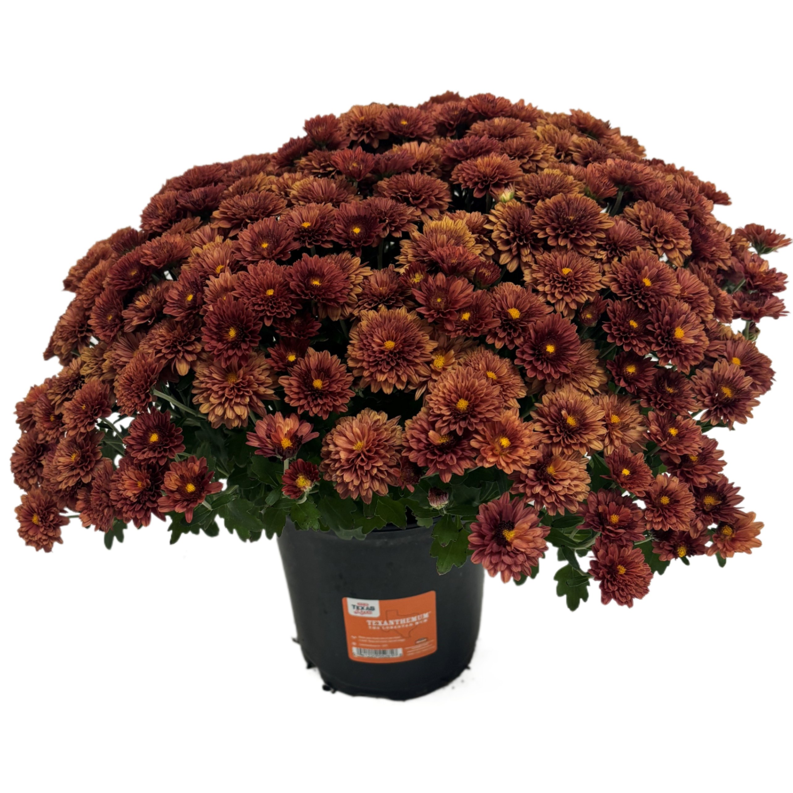Fresh BronzeOrange Mum Shop Potted Plants at HEB