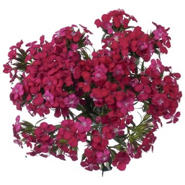 BLOOMS by H-E-B Assorted Dianthus