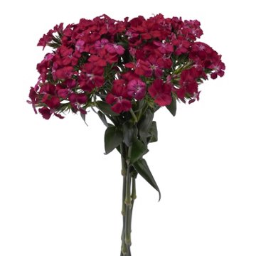 BLOOMS by H-E-B Assorted Dianthus