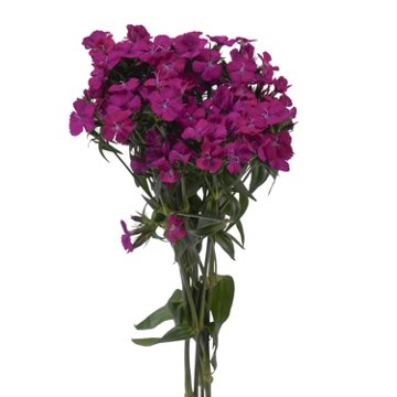 BLOOMS by H-E-B Assorted Dianthus