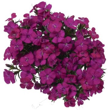 BLOOMS by H-E-B Assorted Dianthus