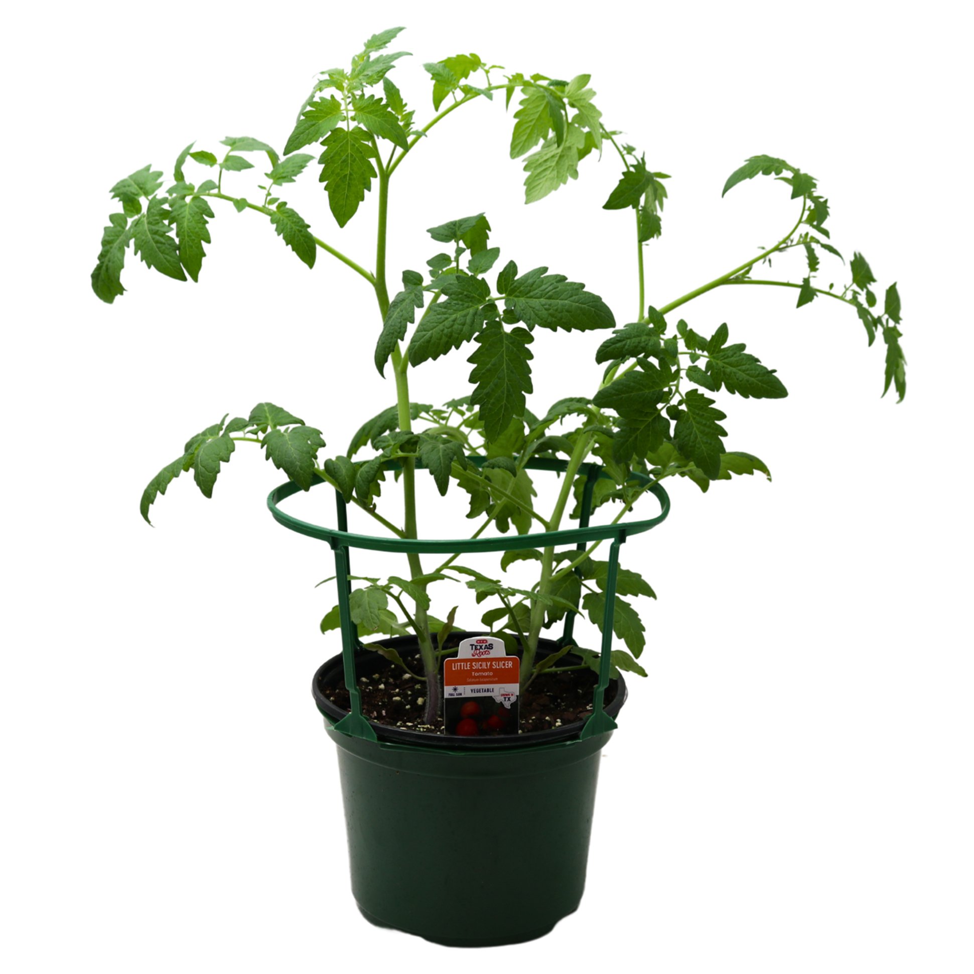 HEB Little Sicily Slicer Tomato Shop Potted Plants at HEB