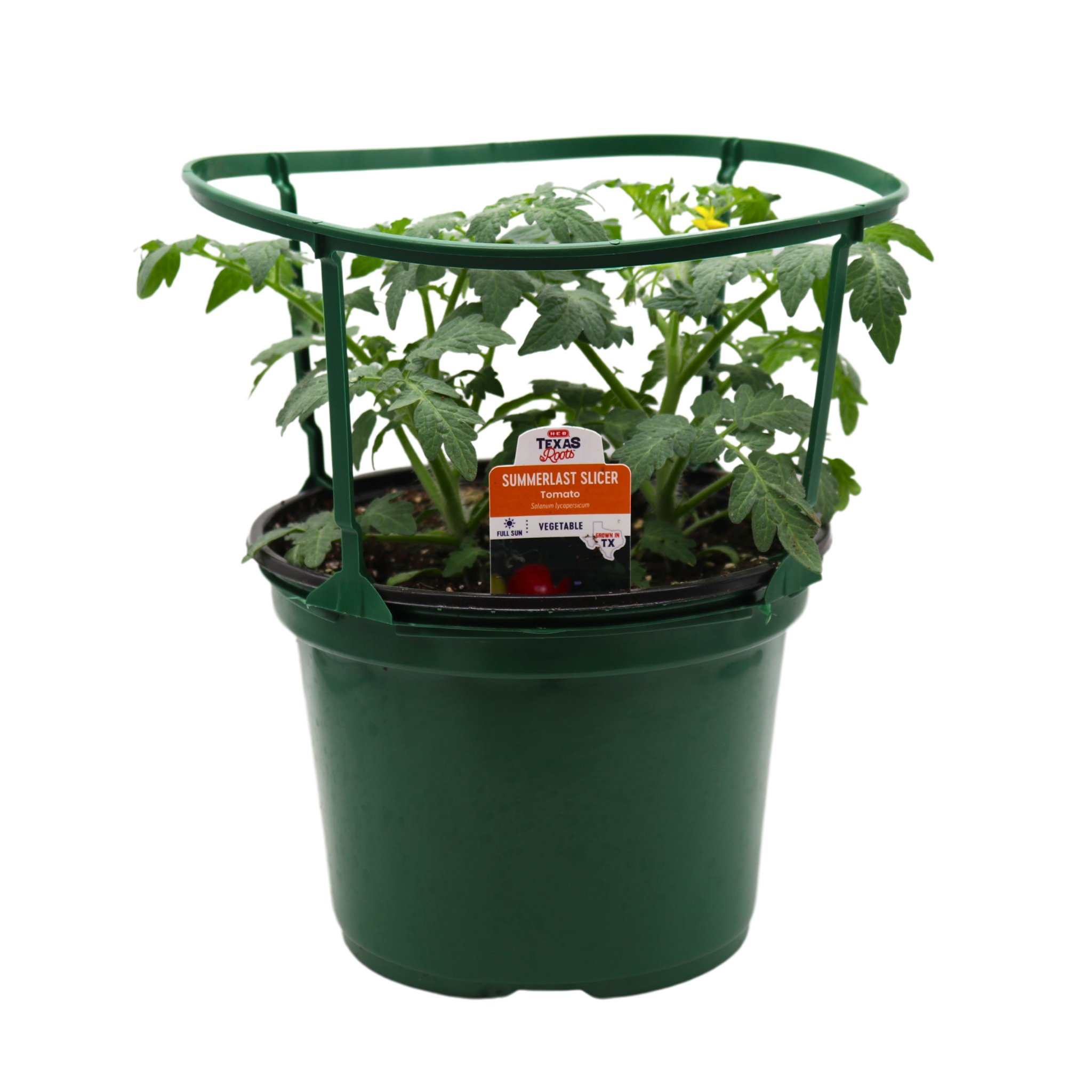 ロッド Summer tomato d32eb54b20f88c54cdfcdeb970e4ac