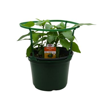 H-E-B Texas Roots Liberty Belle Pepper, 8"